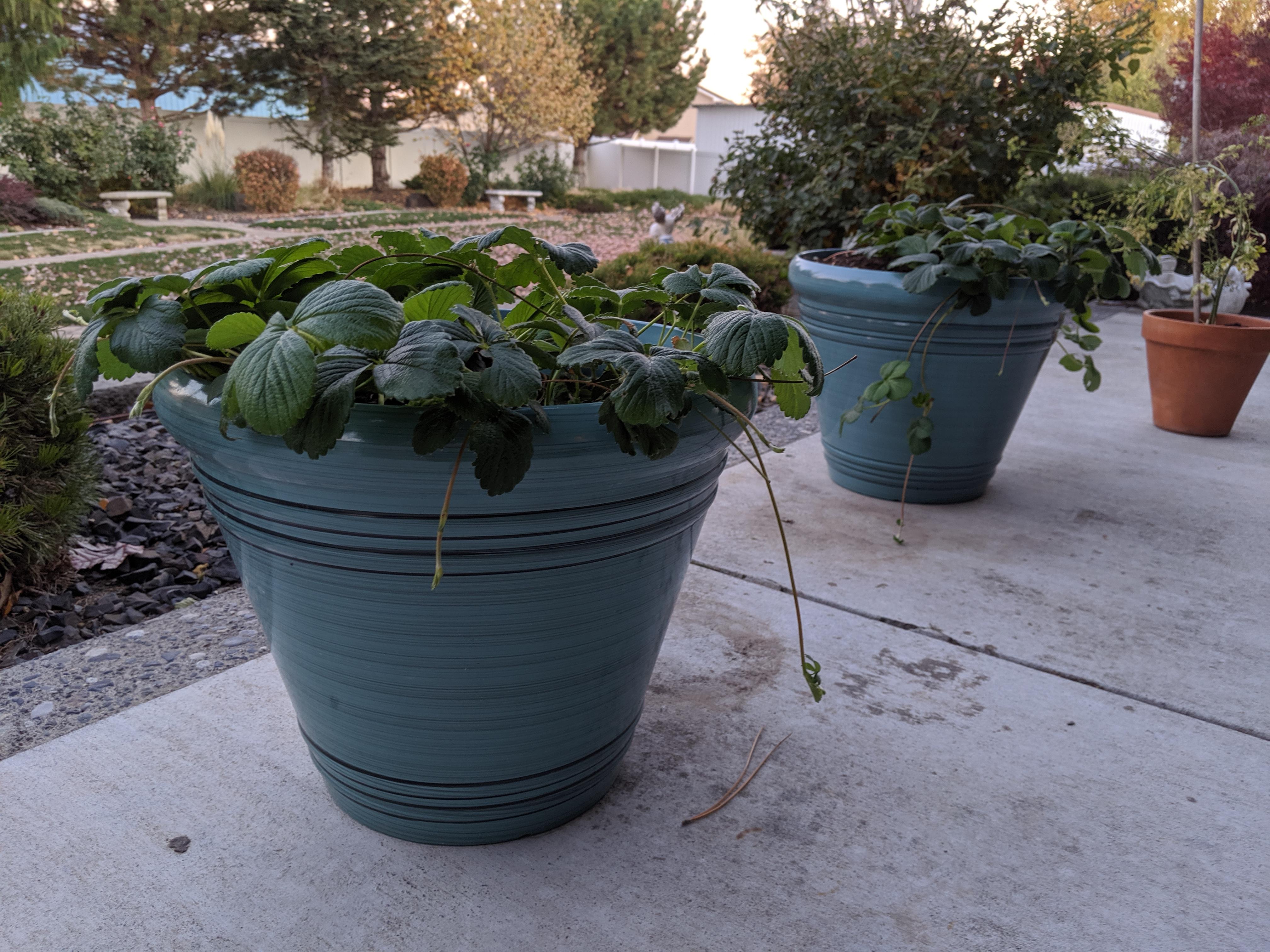 2 best r/washingtonstategarden images on Pholder Just discovered