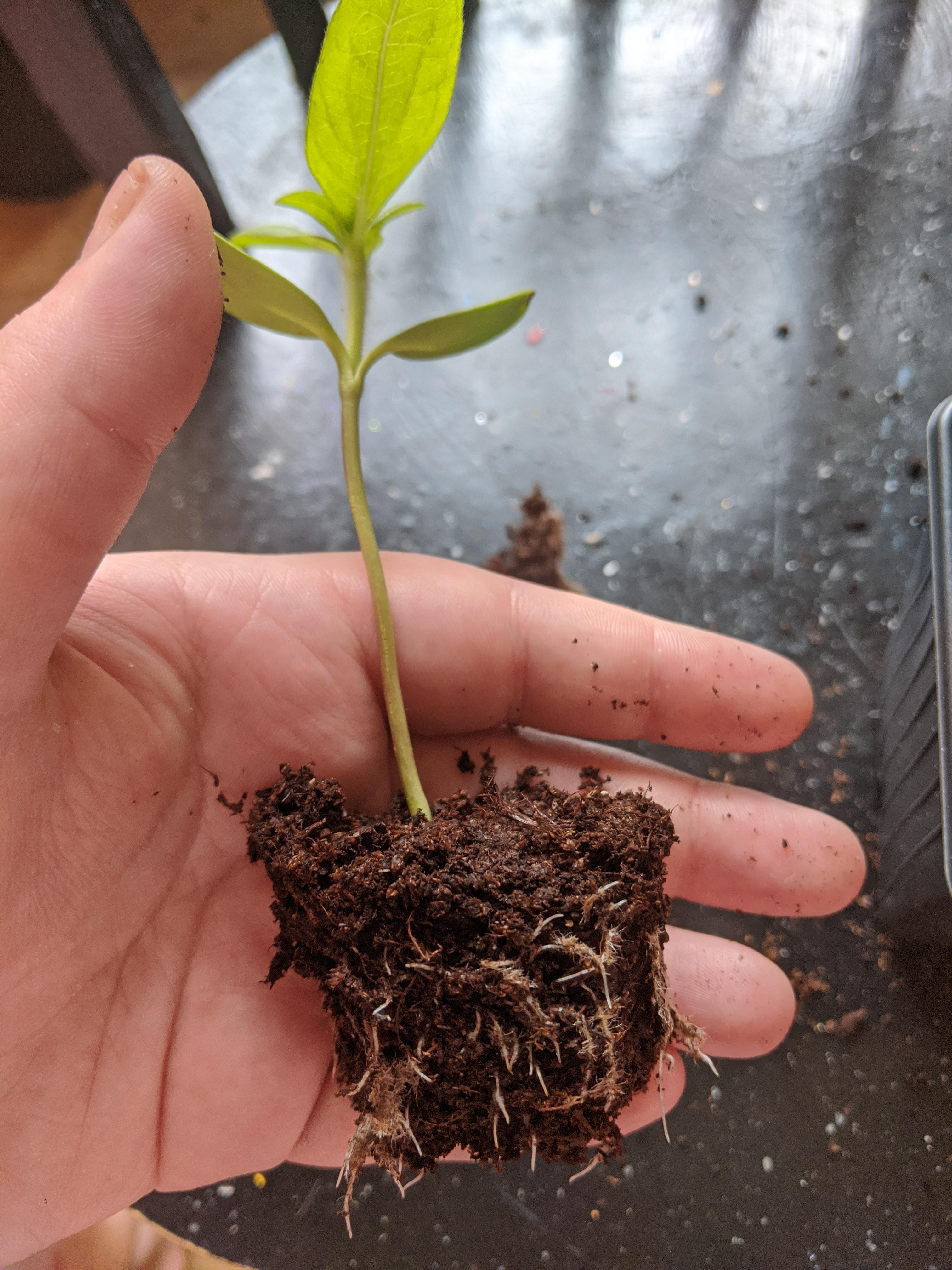 Repotting my young sunflowers, holy roots barman! r/gardening