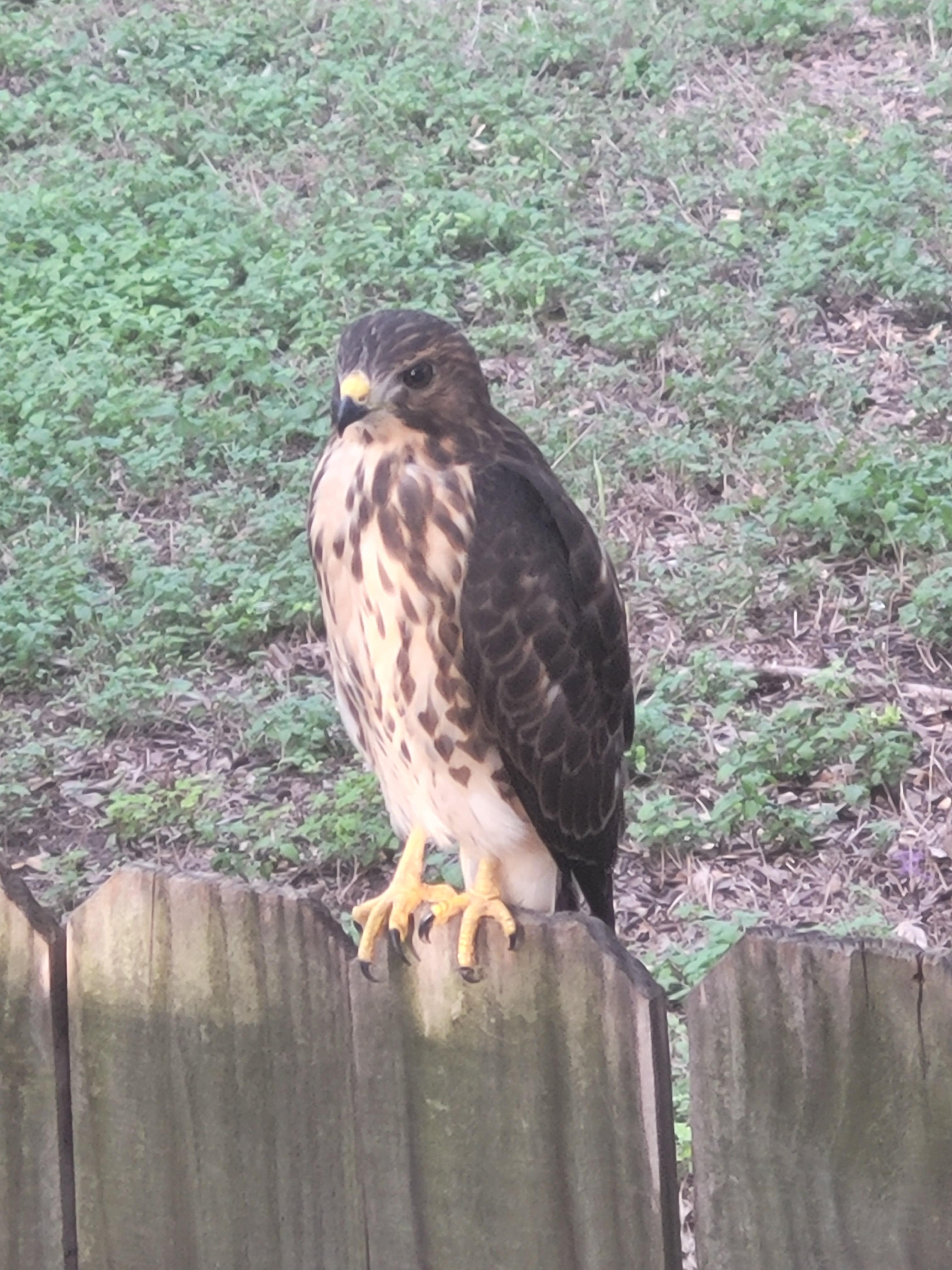 HELP IDENTIFY! This guy/gal? Is nesting in my tree. My guess is a prairie falcon? (San Antonio