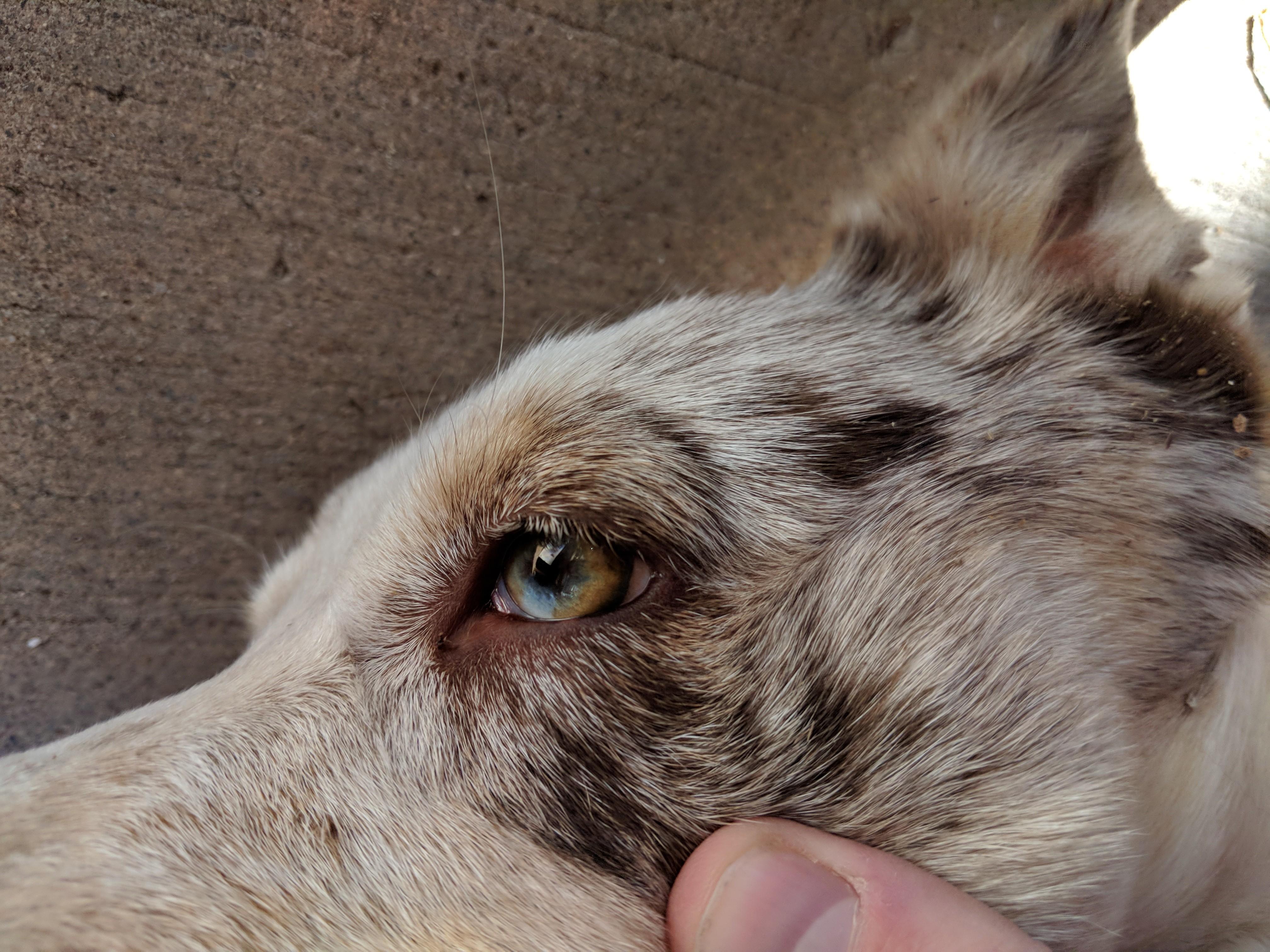 What Happens When A Dogs Eye Turns Blue