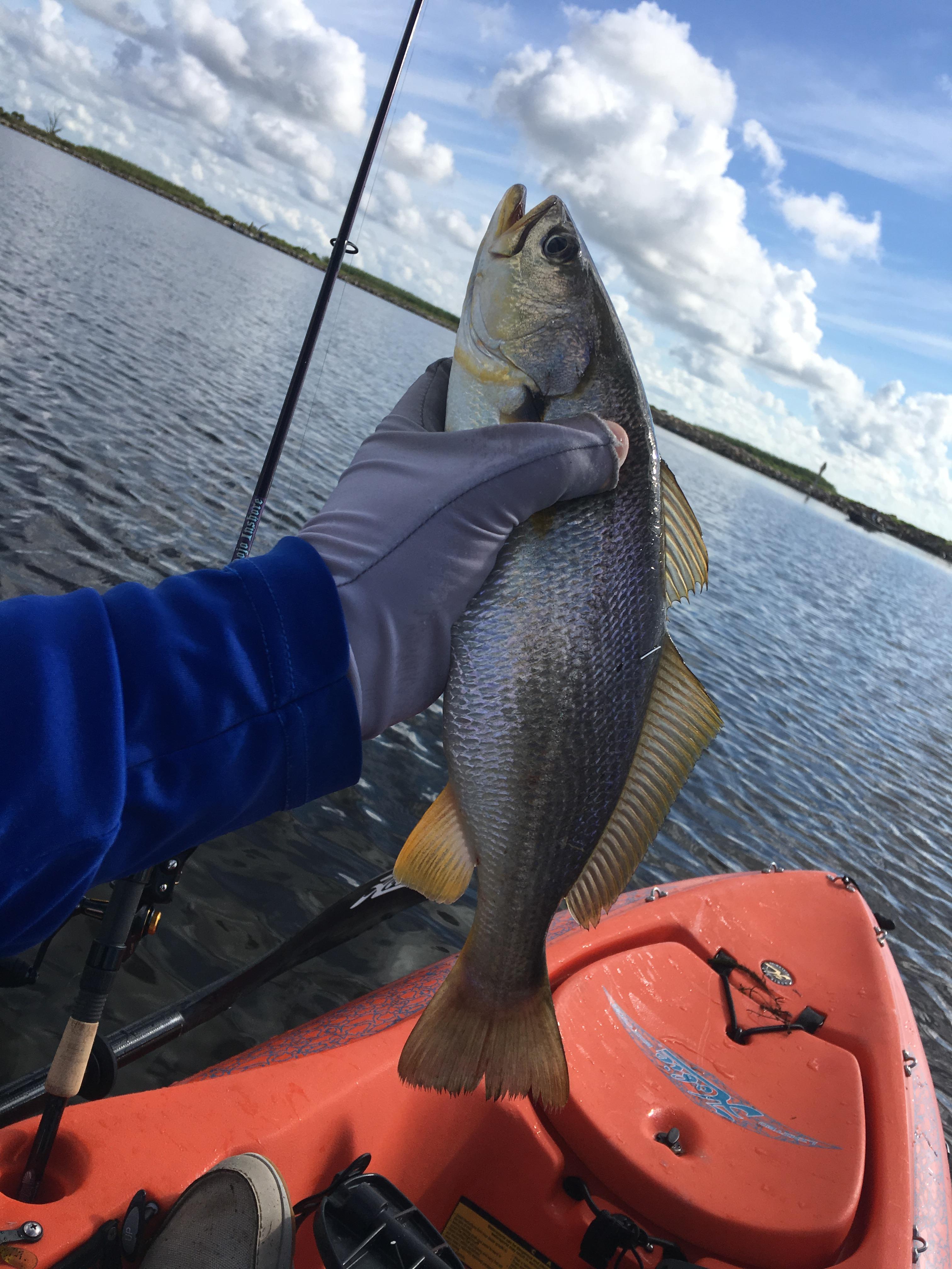 They've got some really chunky white trout in Hopedale, LA. r/Fishing