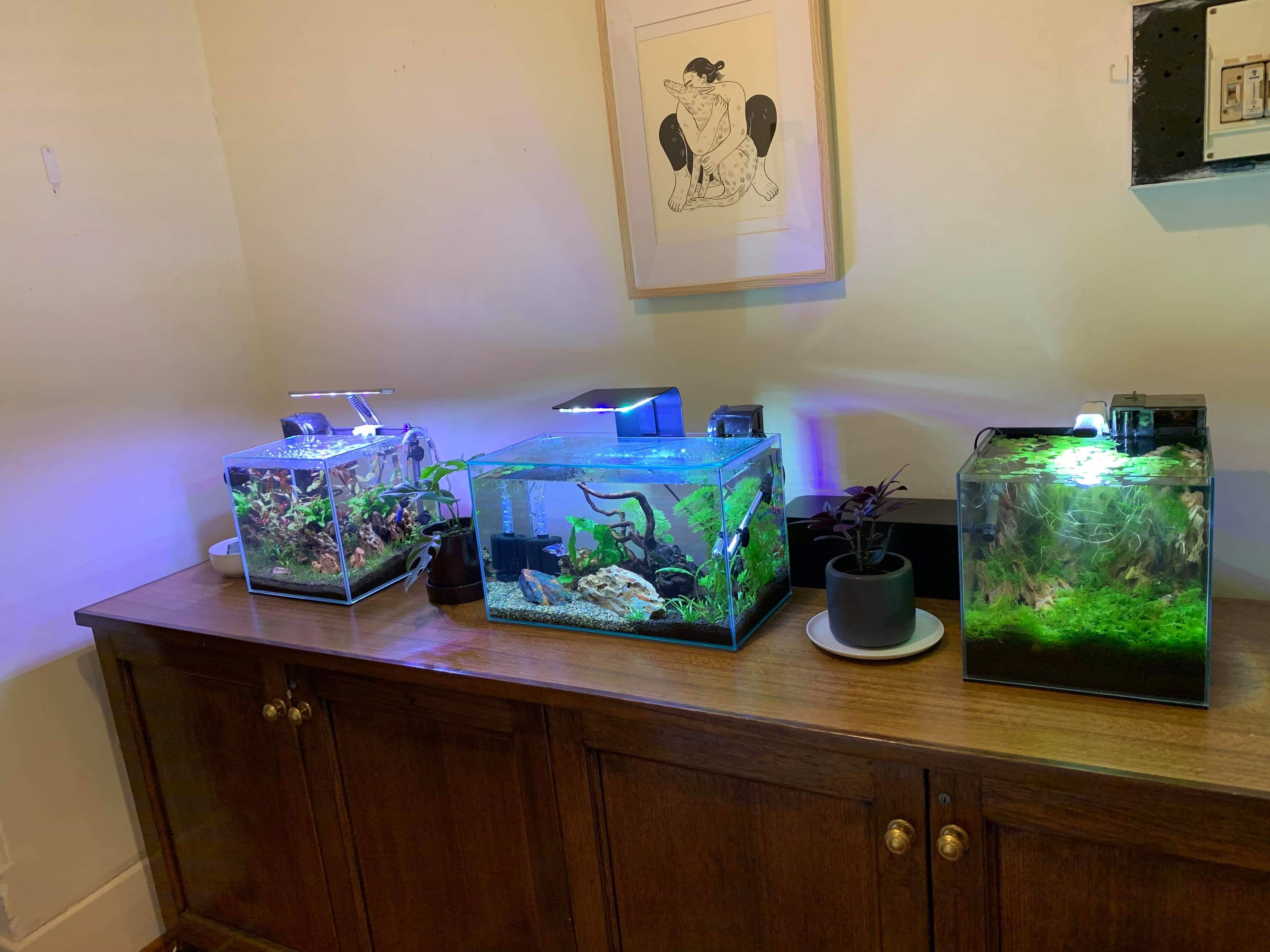My favourite aquarium store is closing down so I bought one of their display tanks (on the right