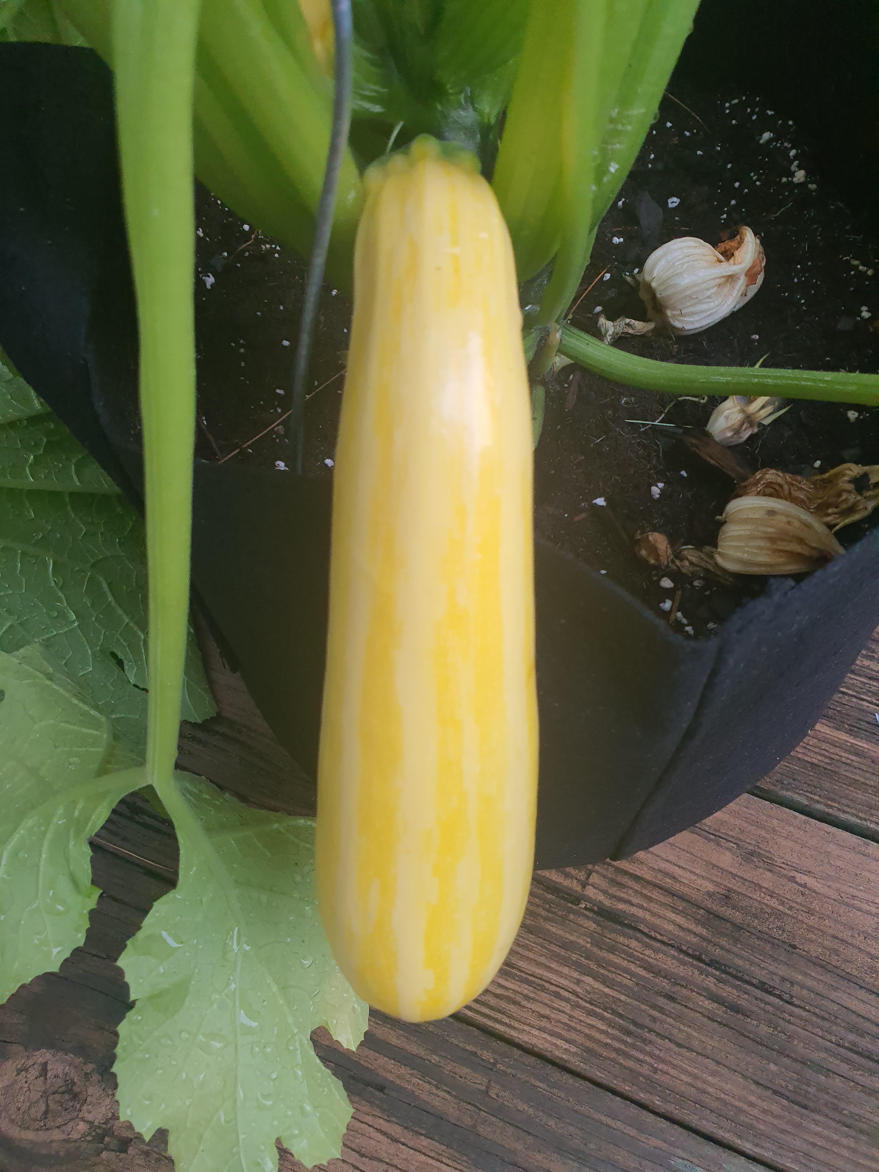 Is this gold rush f1 zucchini ready to pick? I though it be a darker