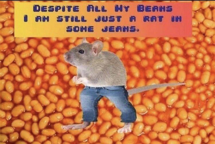 Rat in some jeans lol r/memes