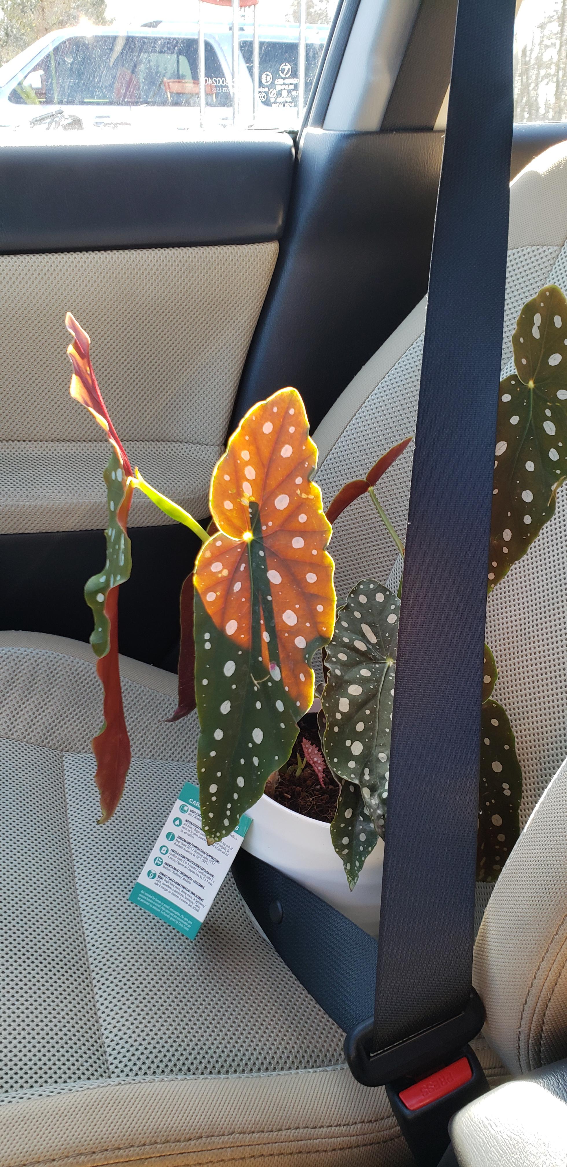 scored this beautiful begonia maculata wightii from fred meyer!!! r