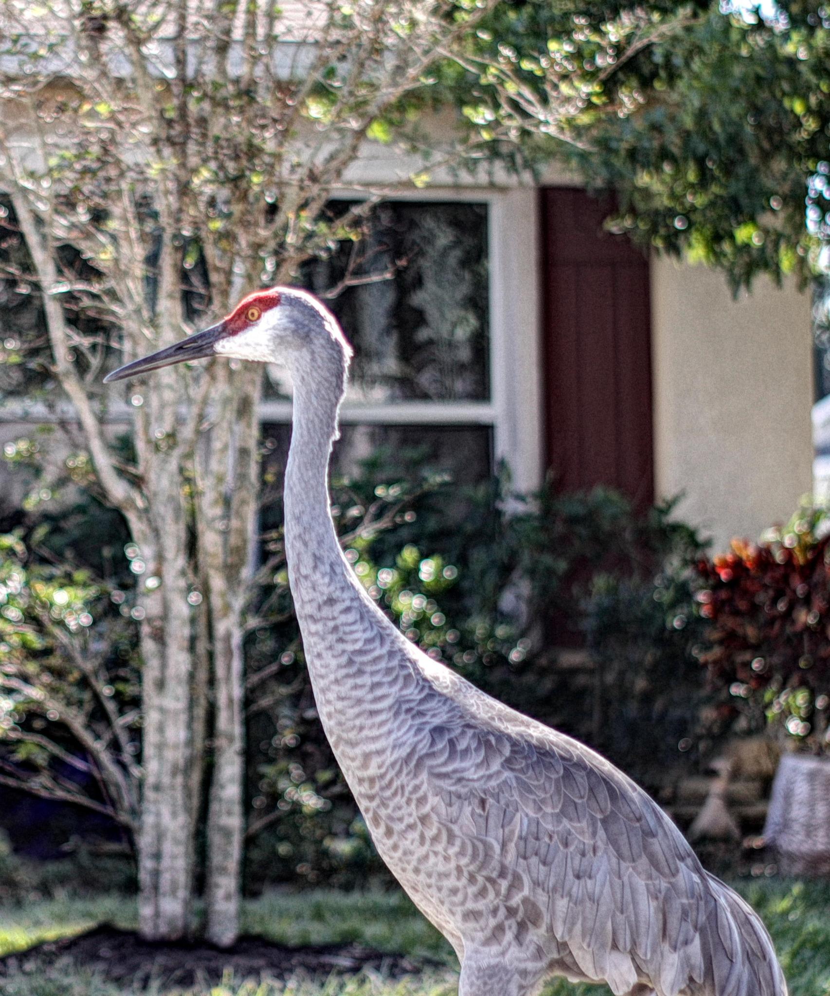 Question About Single Point AF on Canon... : r/canon