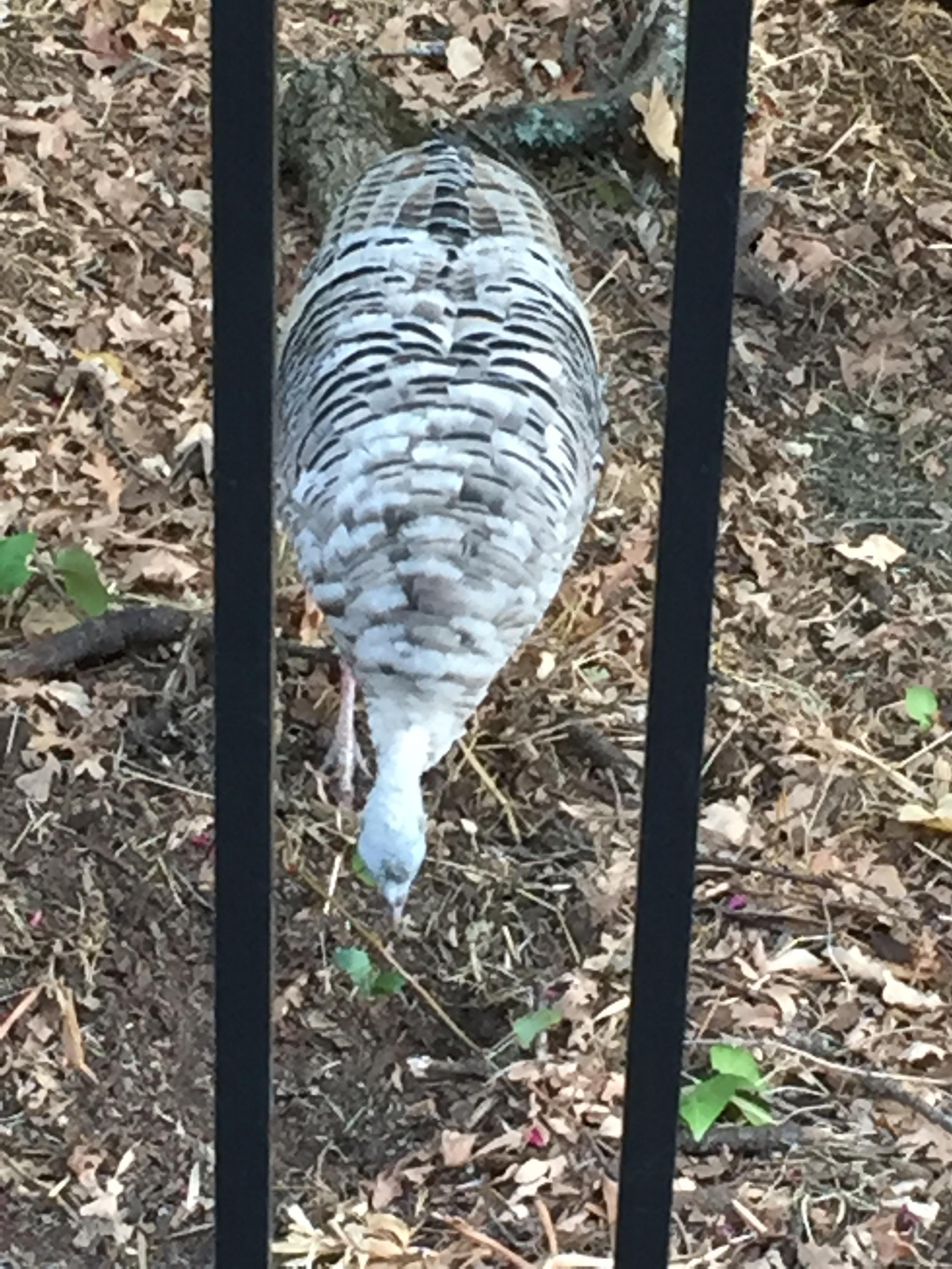 Spotted this apparently rare white colored wild turkey behind my house