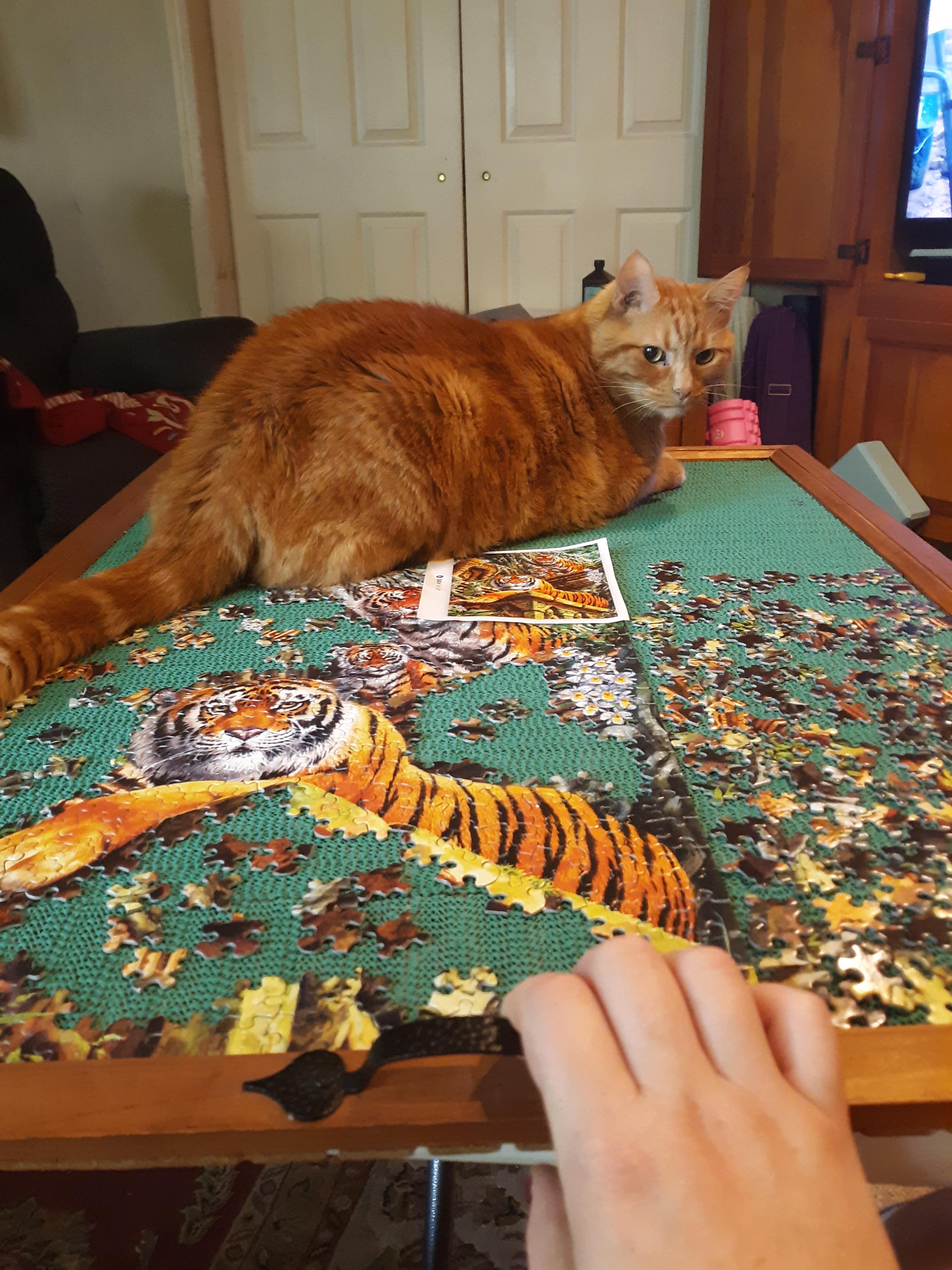 My puzzle helpers are all away this week at camp. This big fattybo