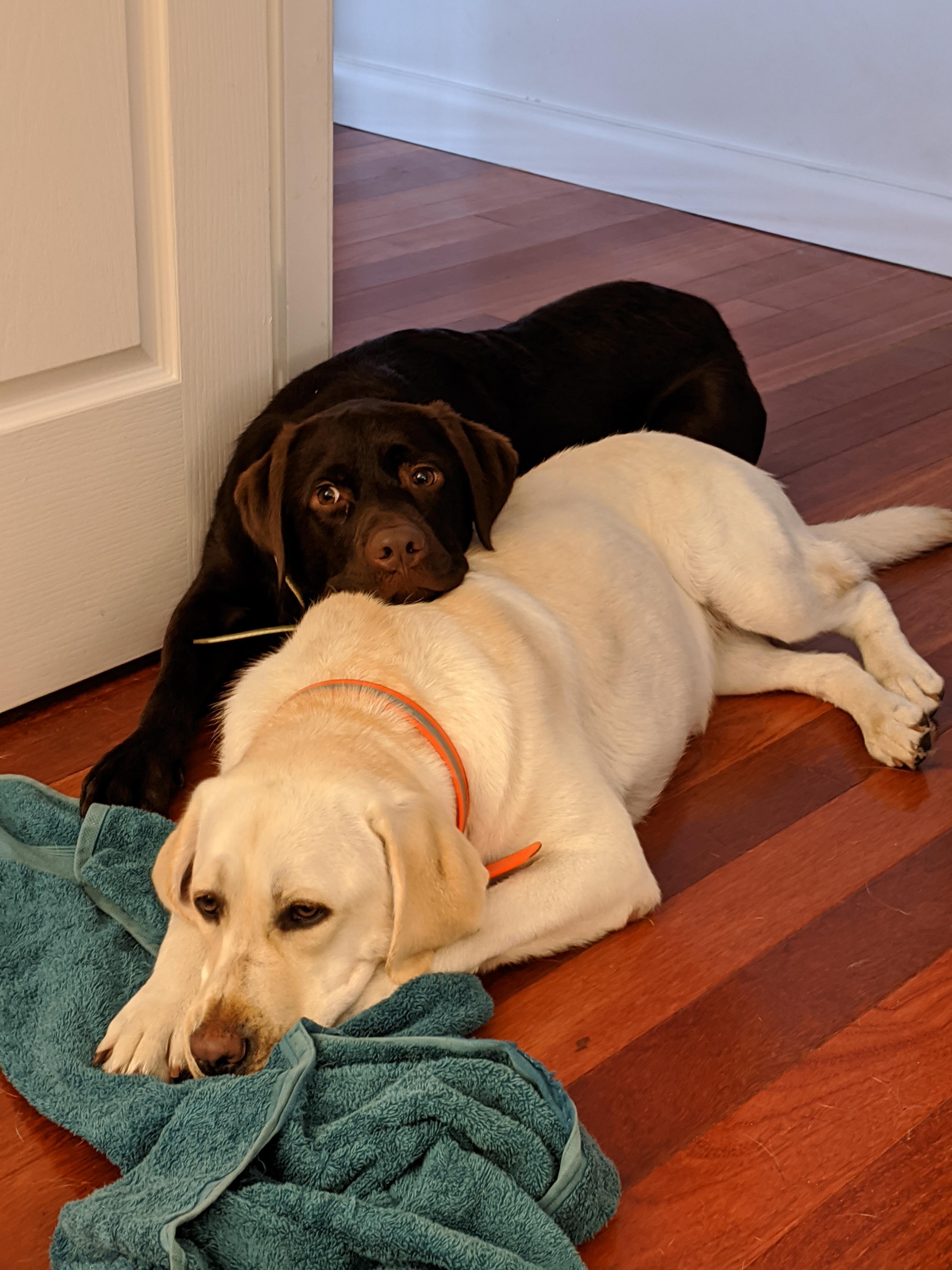 If you don't snuggle me I will snuggle her! r/dogpictures