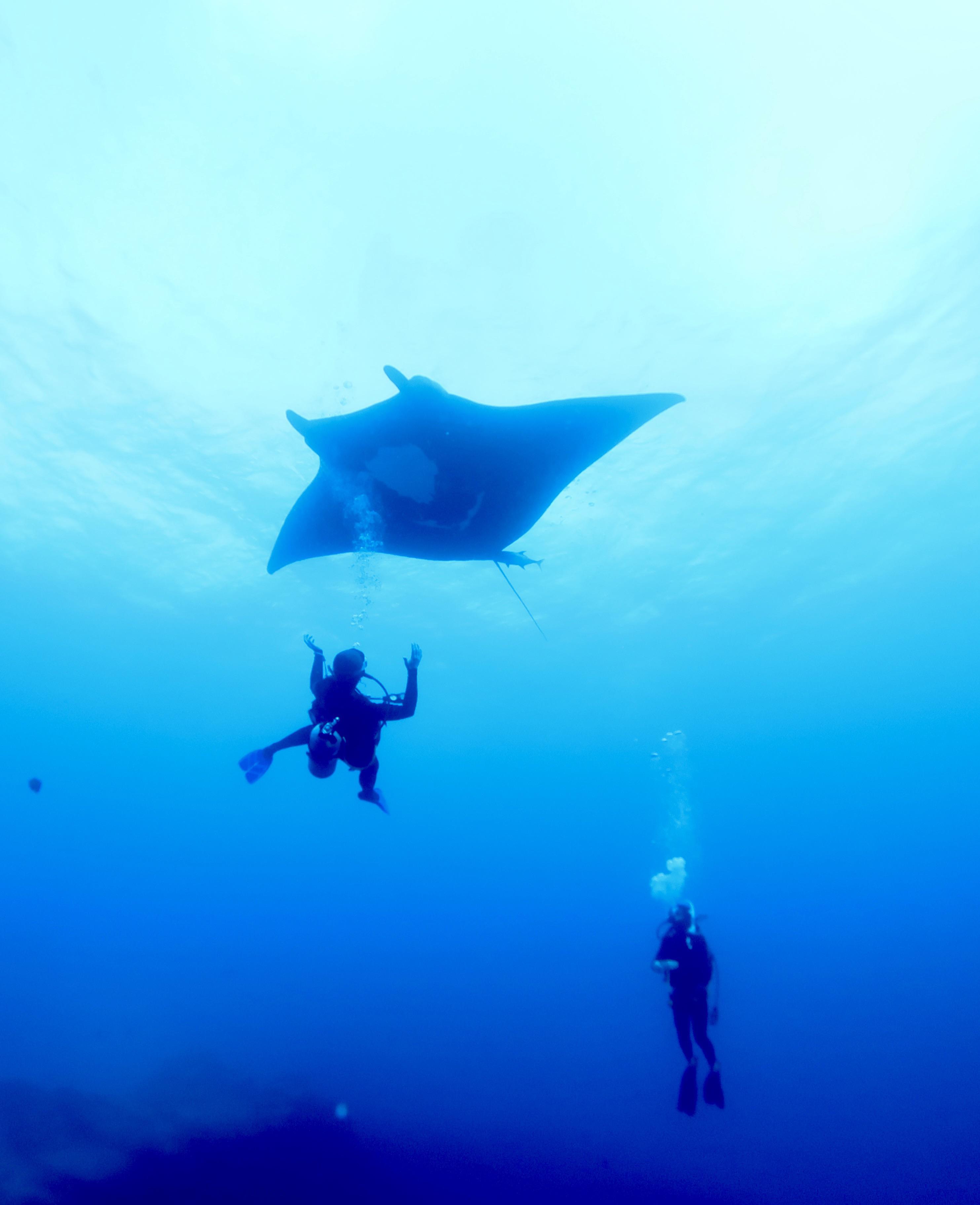 Wife+ Me + Manta. Soccorro Island Dive Trip 1/2023. r/scuba