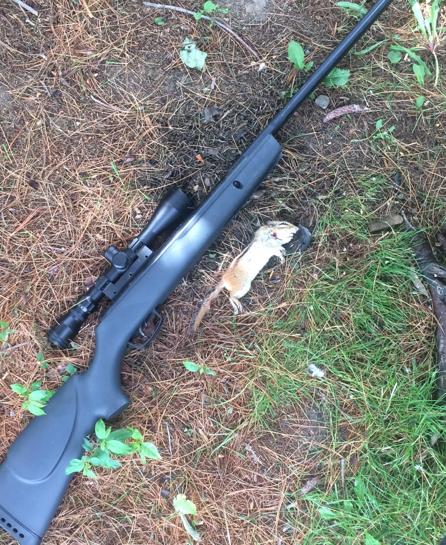 Damn chipmunks... I love living in the country but this damn things are