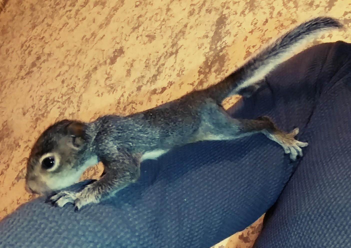 Open Eyes r/squirrels