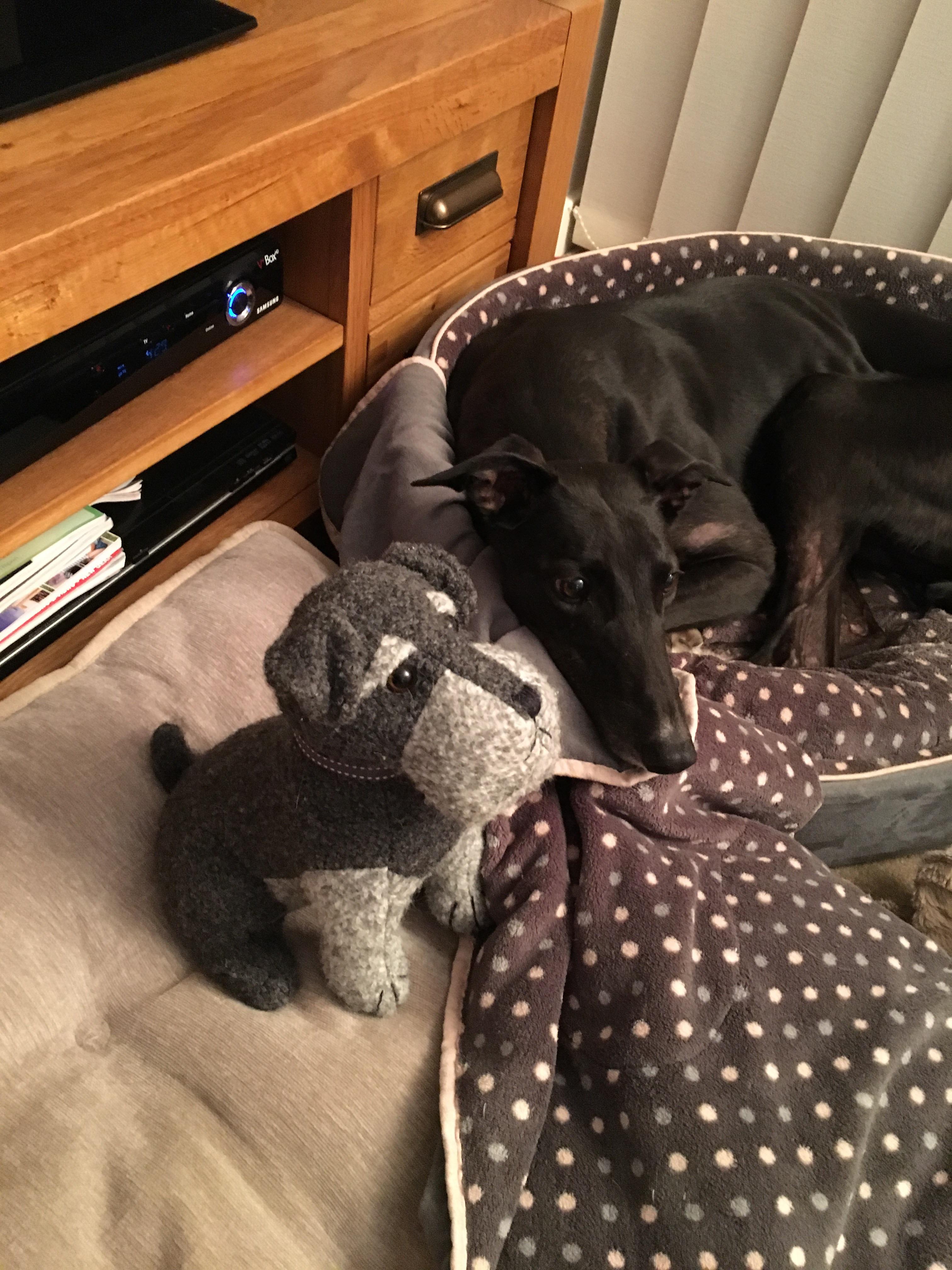 My greyhound has adopted this furry dog shaped doorstop. If we put it