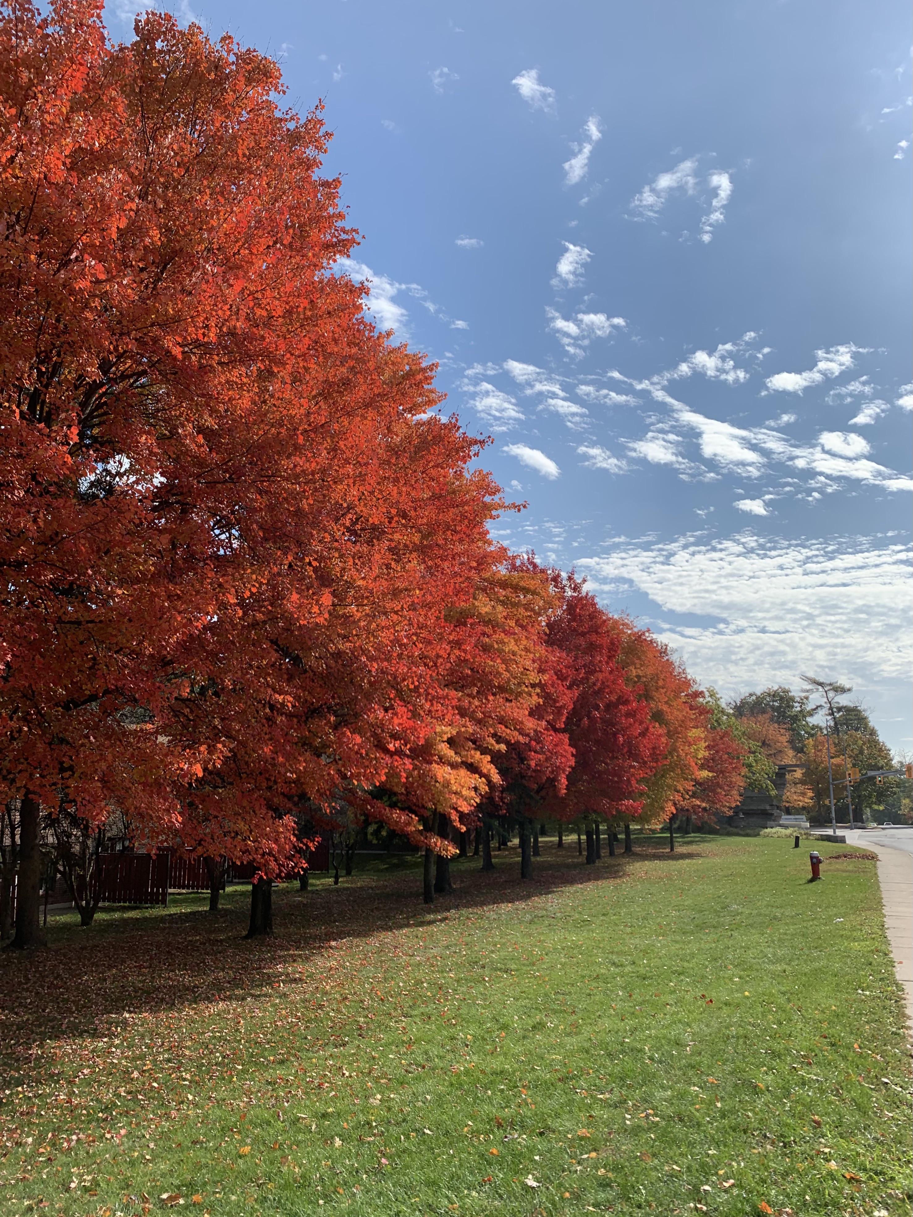 Trees on Mississauga Road r/mississauga
