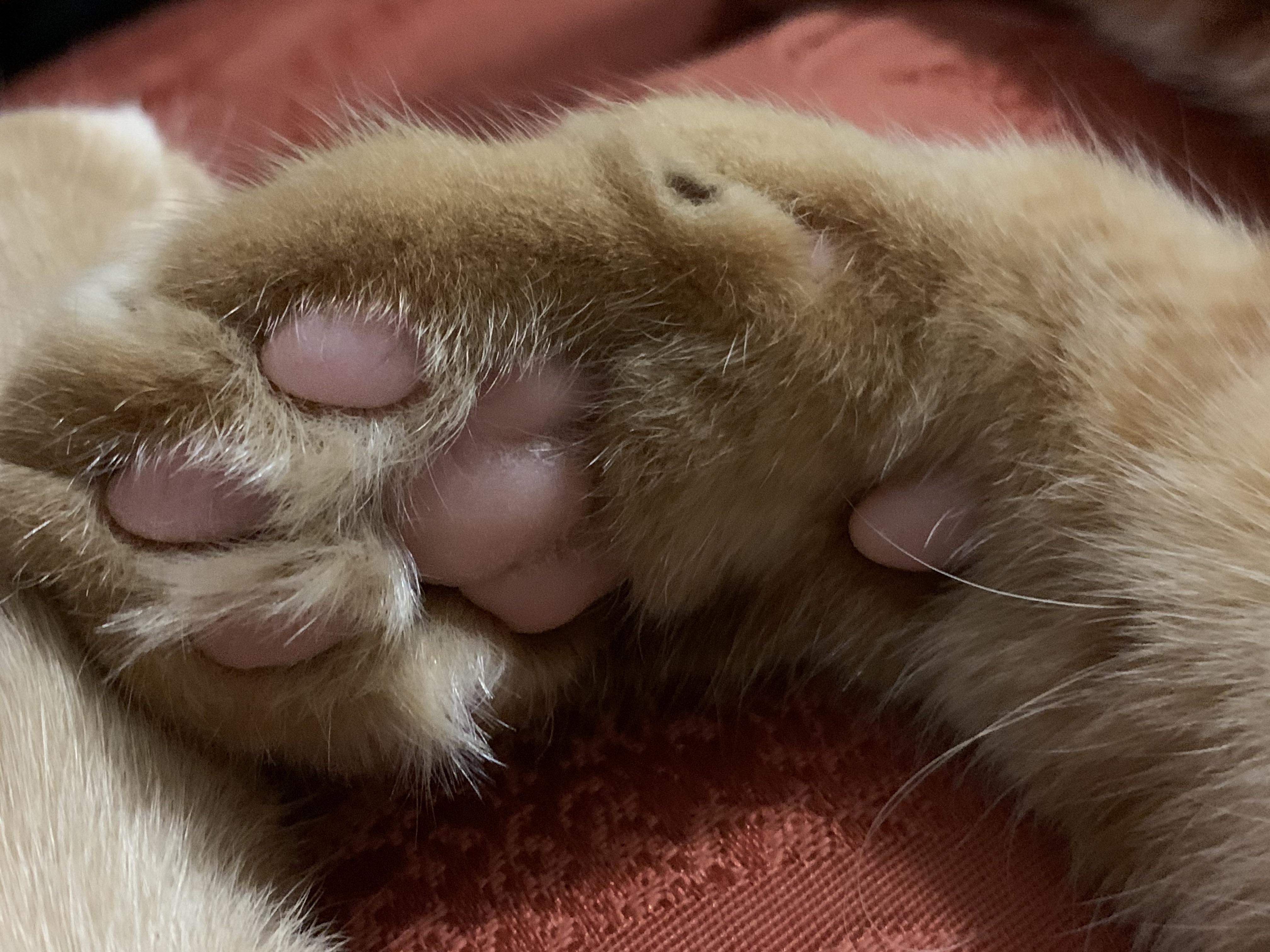 Is it normal for MC to have hair between toes? Does it need to be regularly trimmed? r/mainecoons