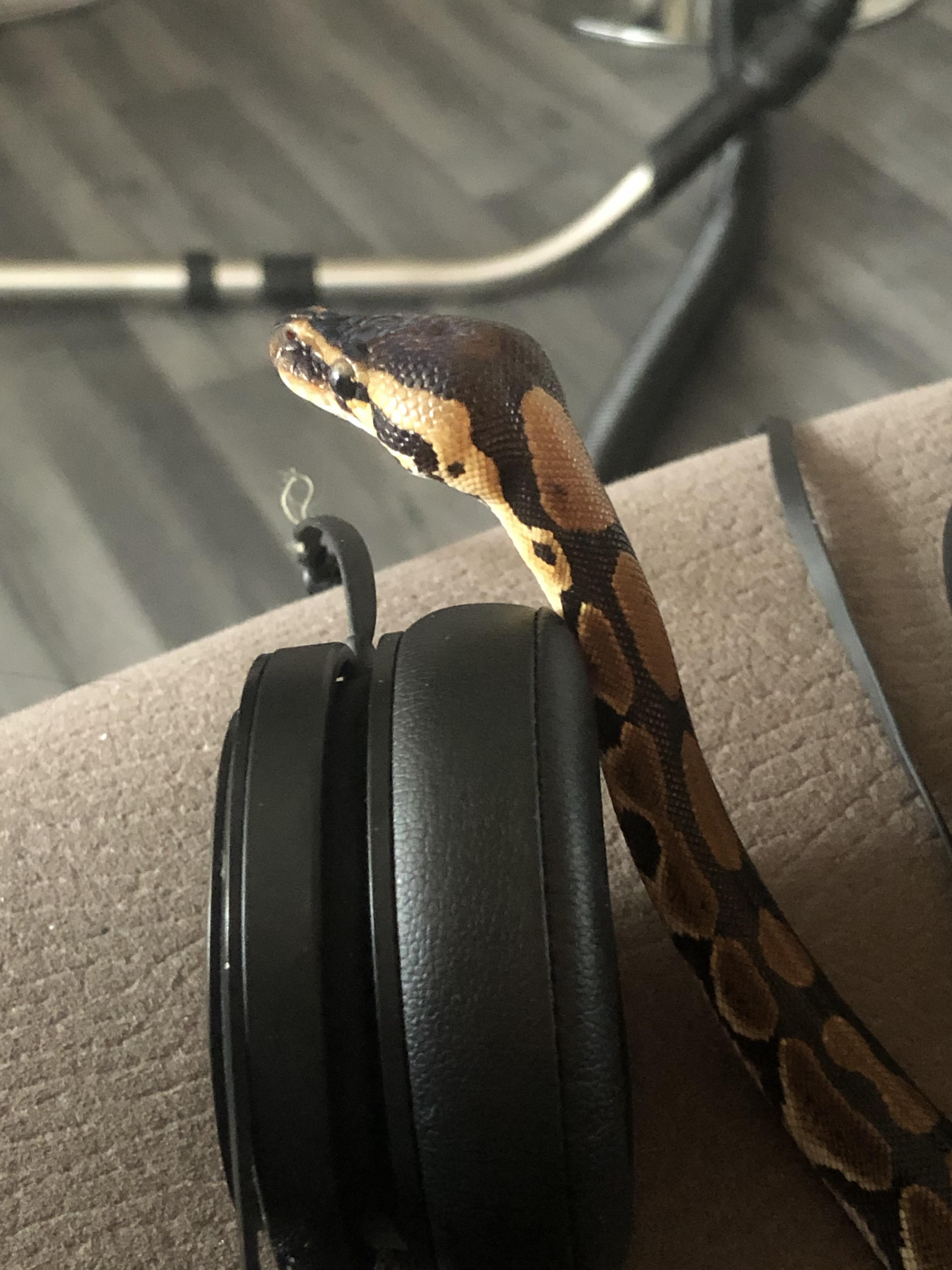 Jack nothing with more than 4 legs can be cute. My snek *happy snake