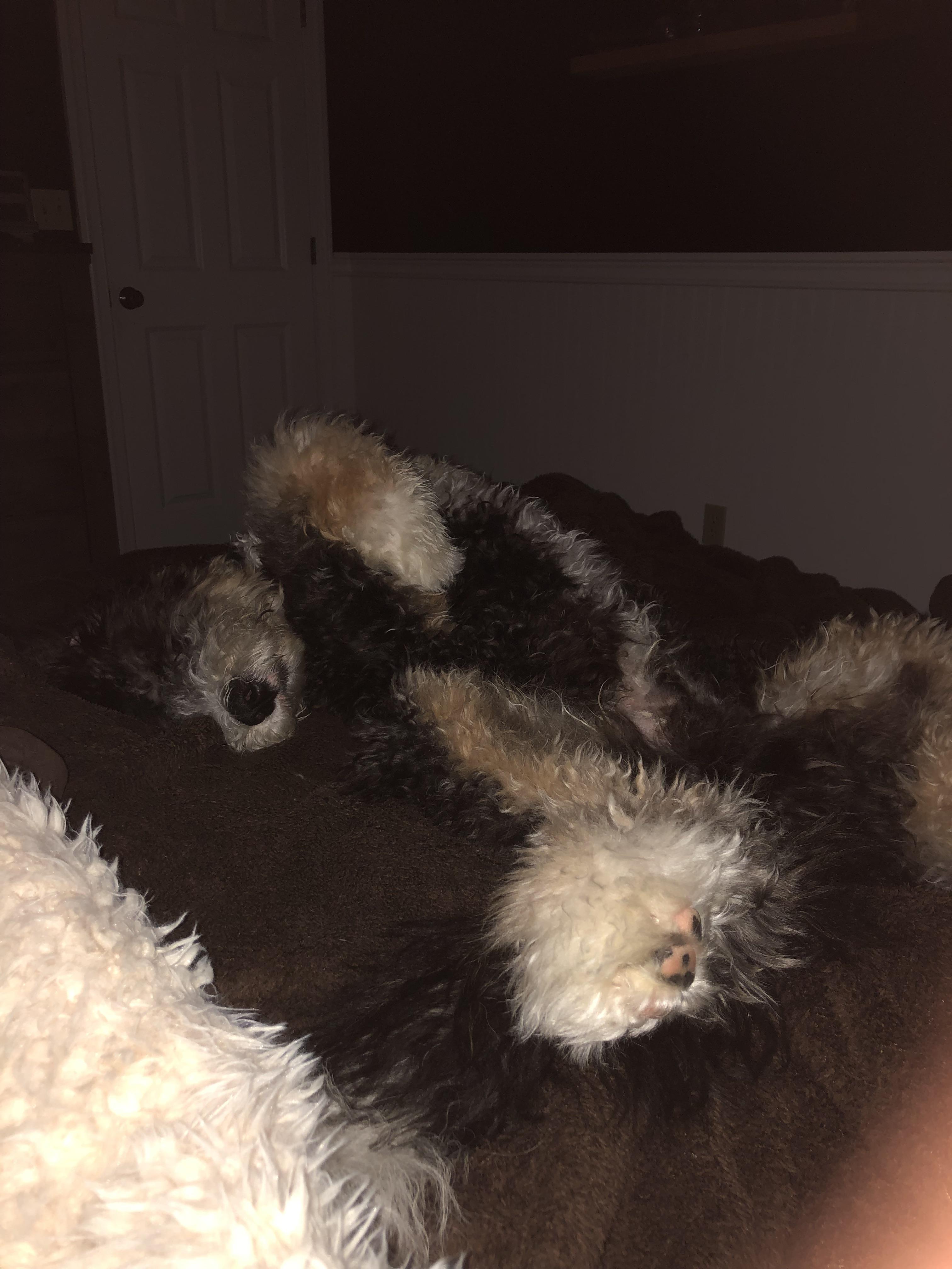 The plan? Grant limited access to the bed with good behavior over time