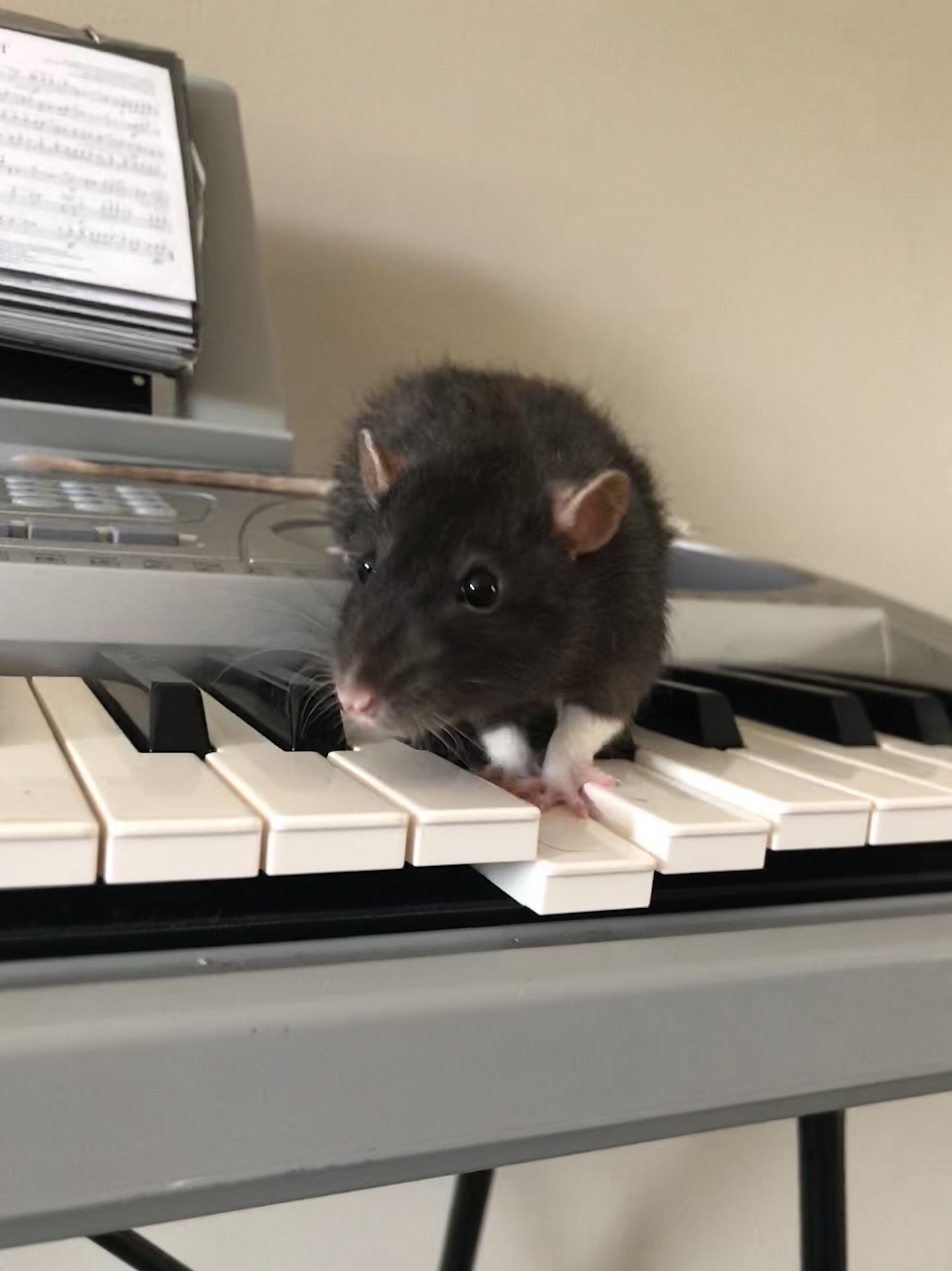 Sing us a song you’re the piano rat r/RATS