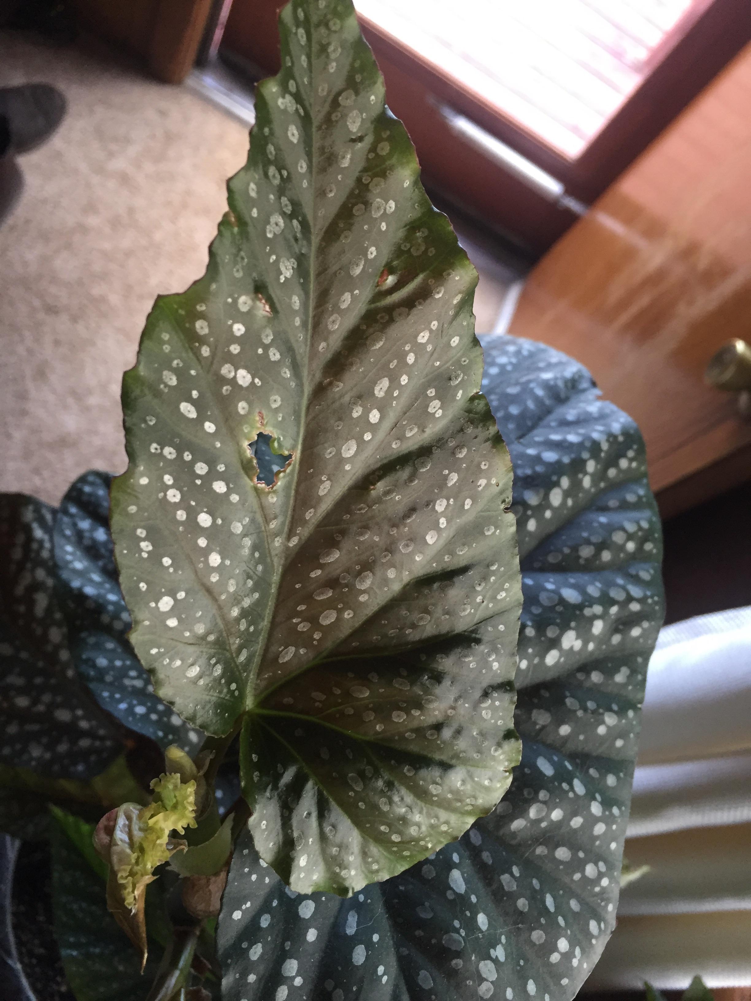 Many of my begonia’s leaves have little holes or tears in them. Almost