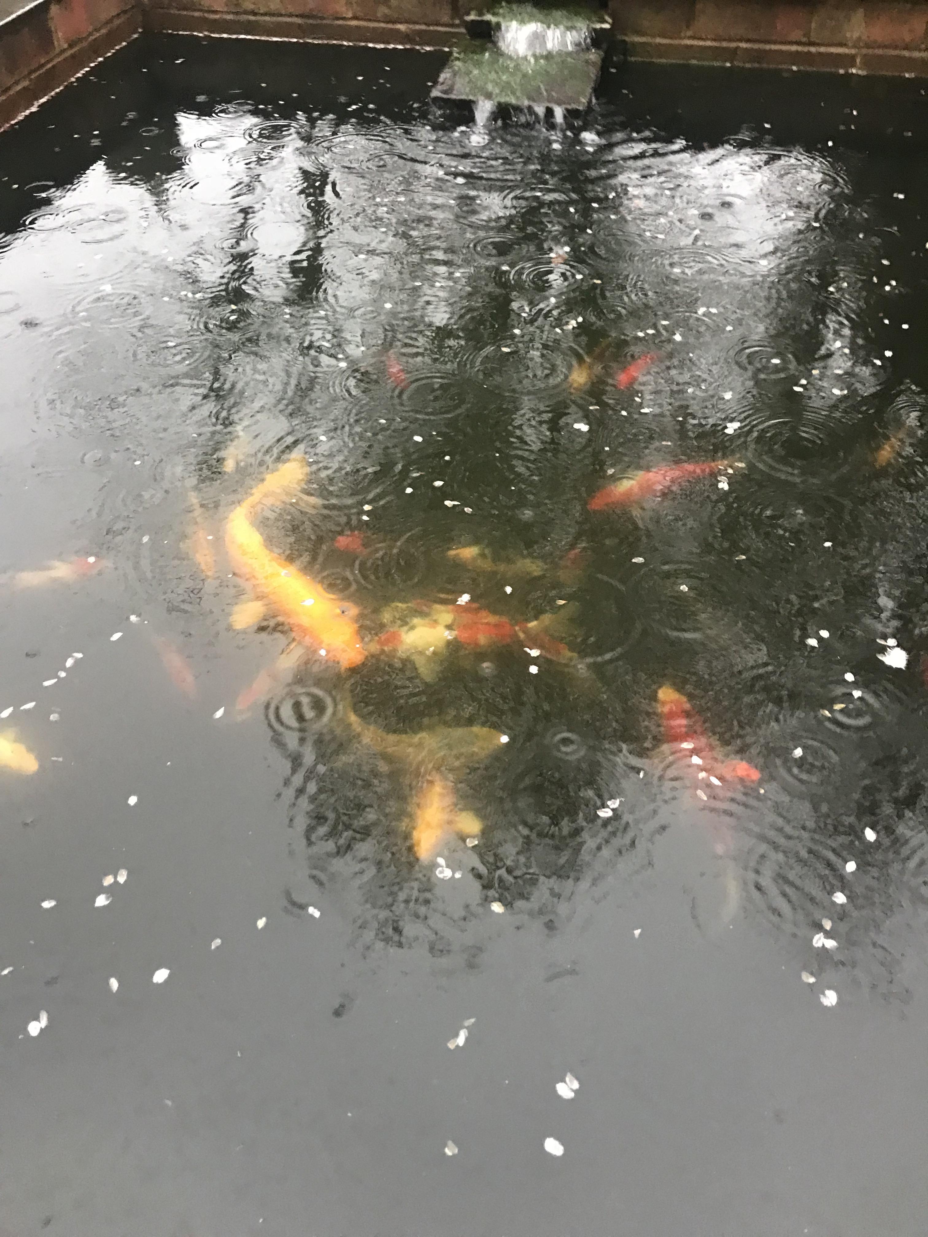 Just been stood in my garden for about 30 minutes listening to the rain