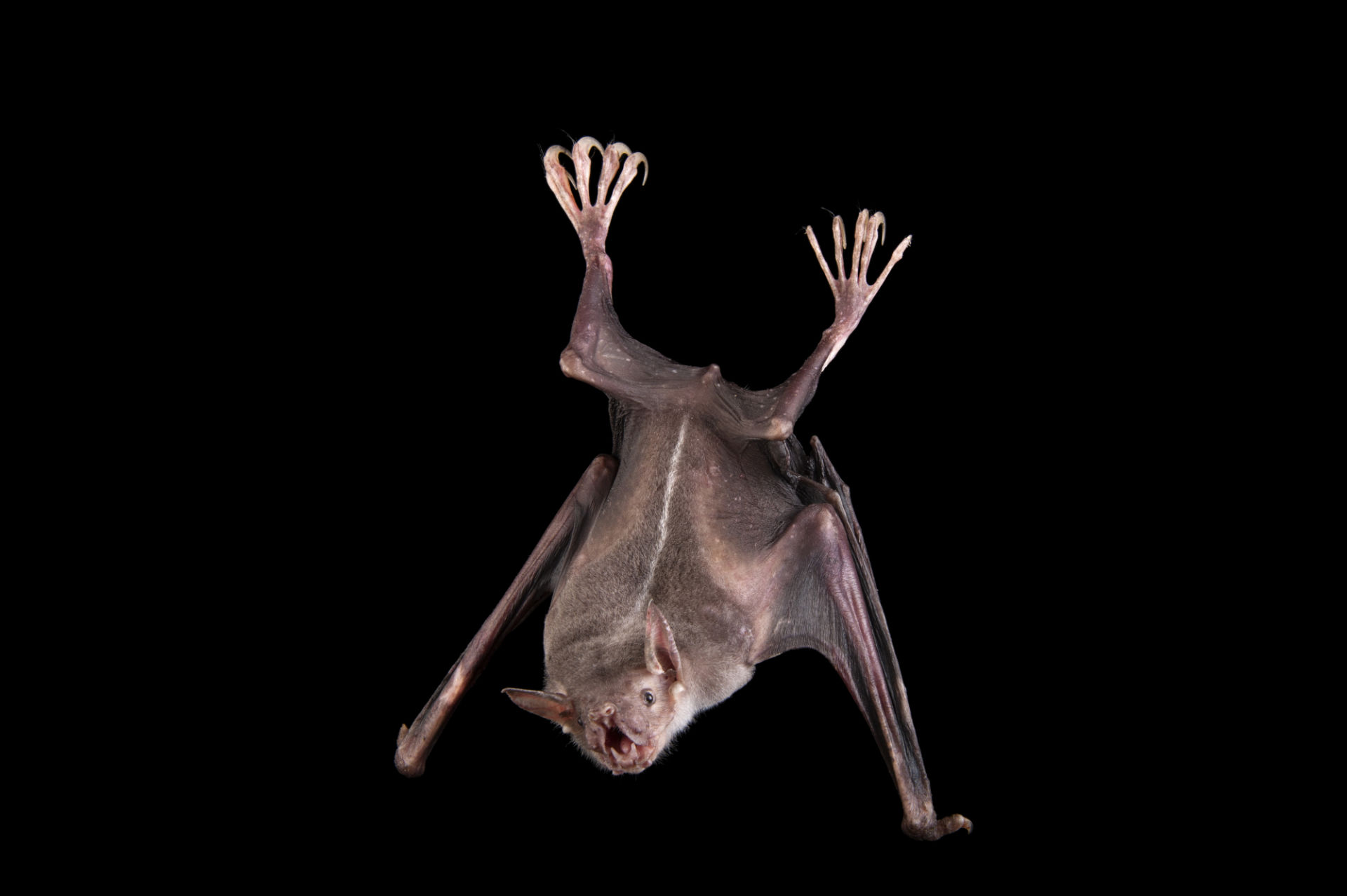 Greater Bulldog Bat r/batty