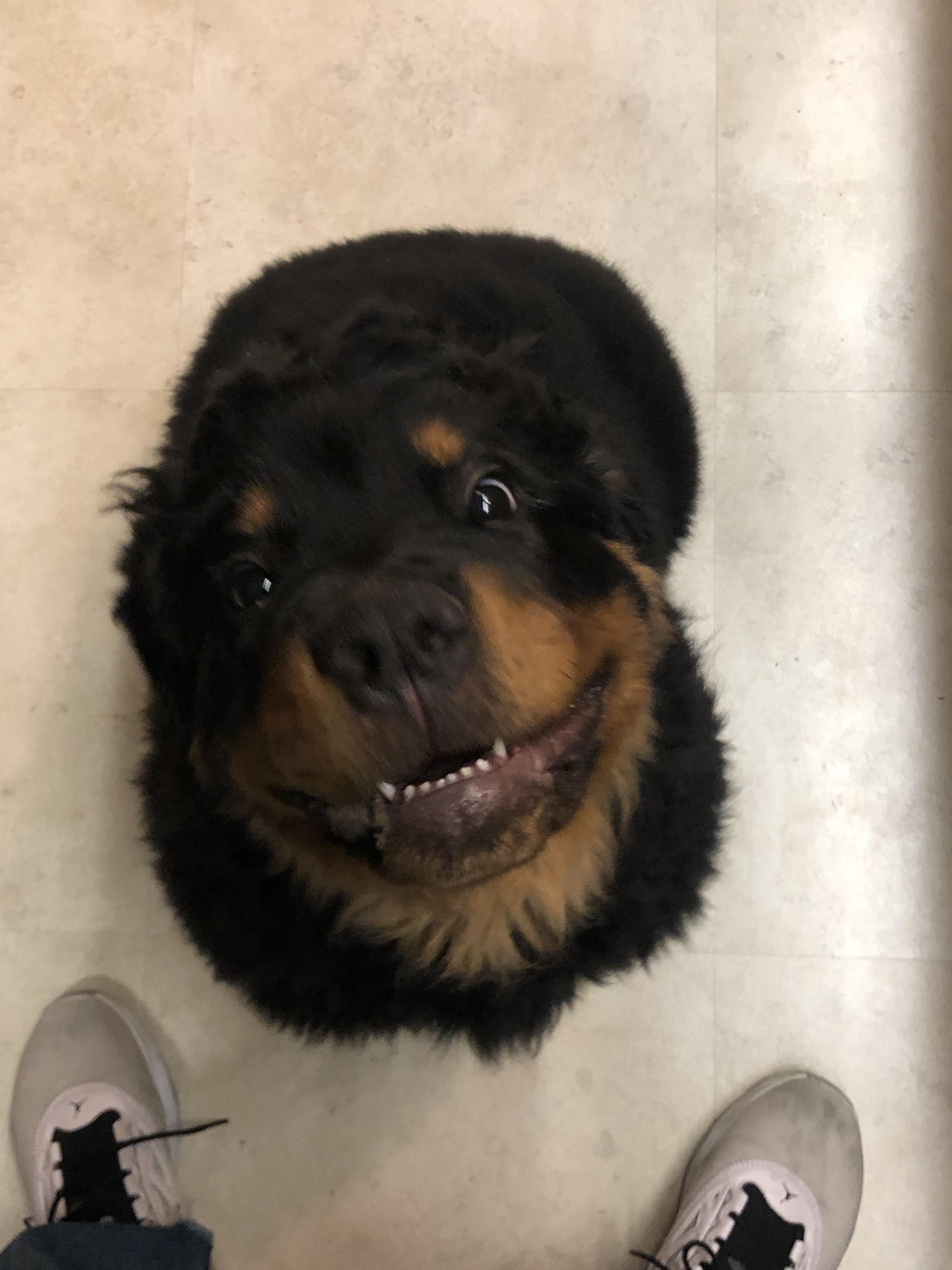 Treats! Treats! Treats! r/Rottweiler
