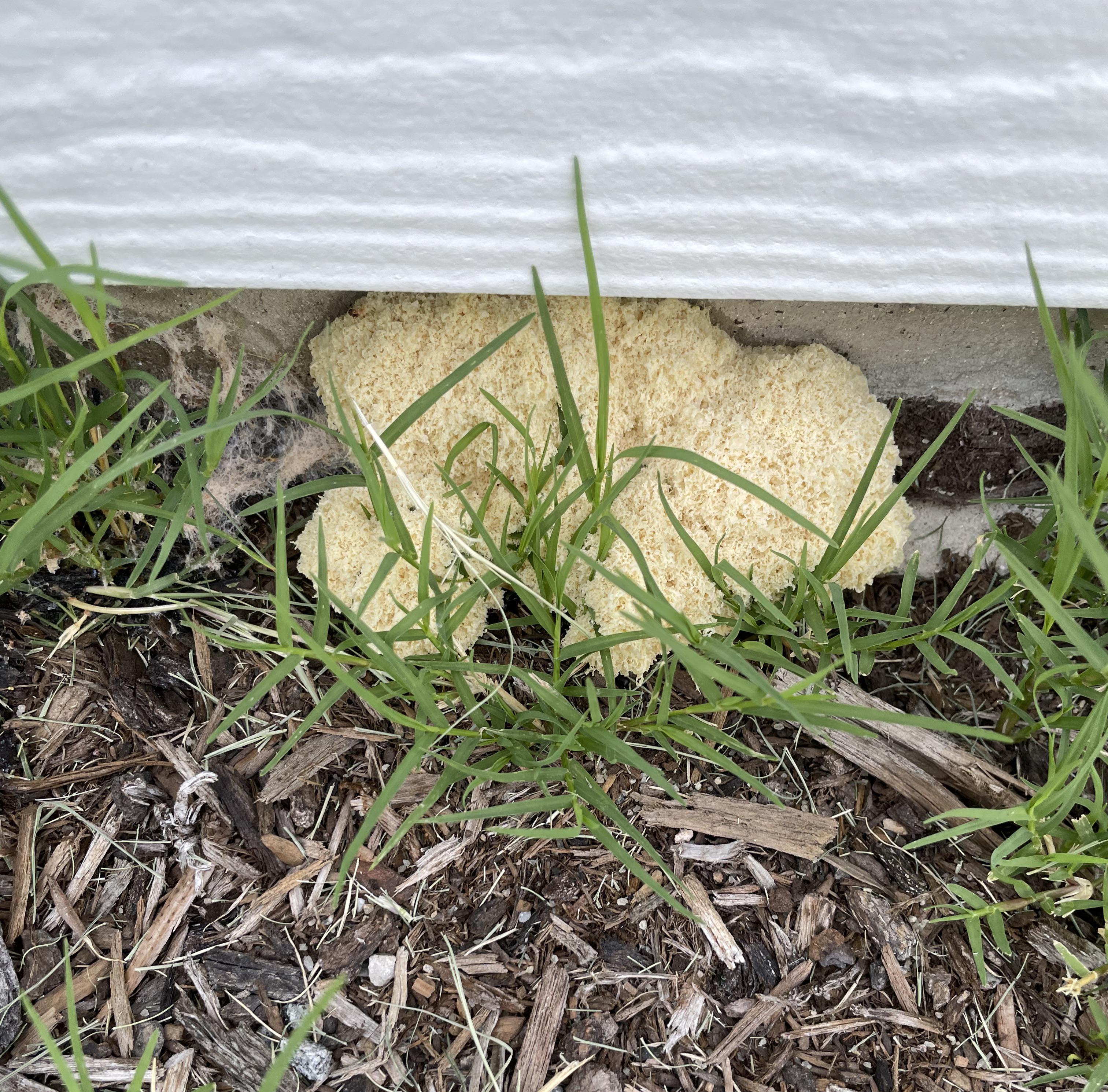 Bizarre foam (fungus?) on side of house r/gardening
