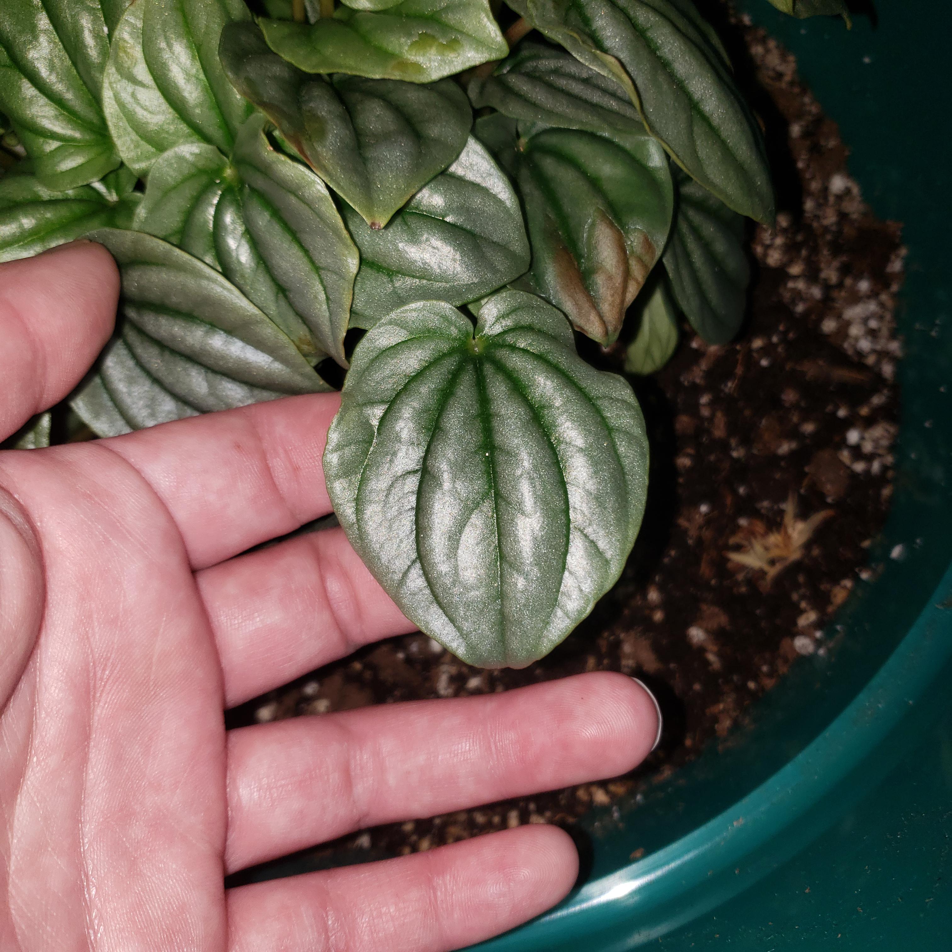 ︎Can anyone help me identify this plant I received as a gift? Bixby