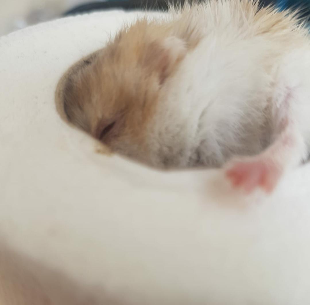 I dont understand her sometimes, whilst playing with it, Lilo fell