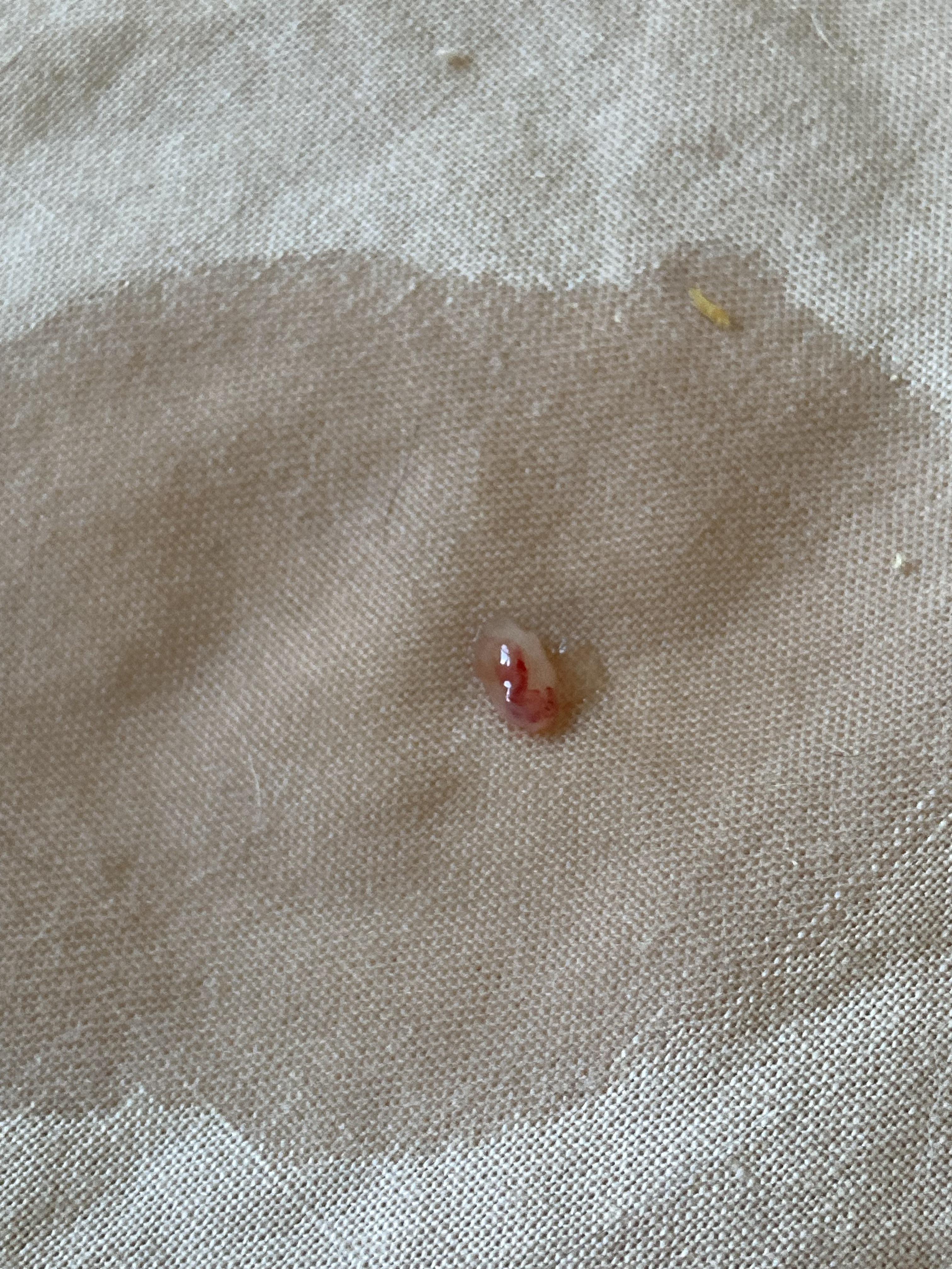 Cat just peed this out and im not sure what it is and what to do r