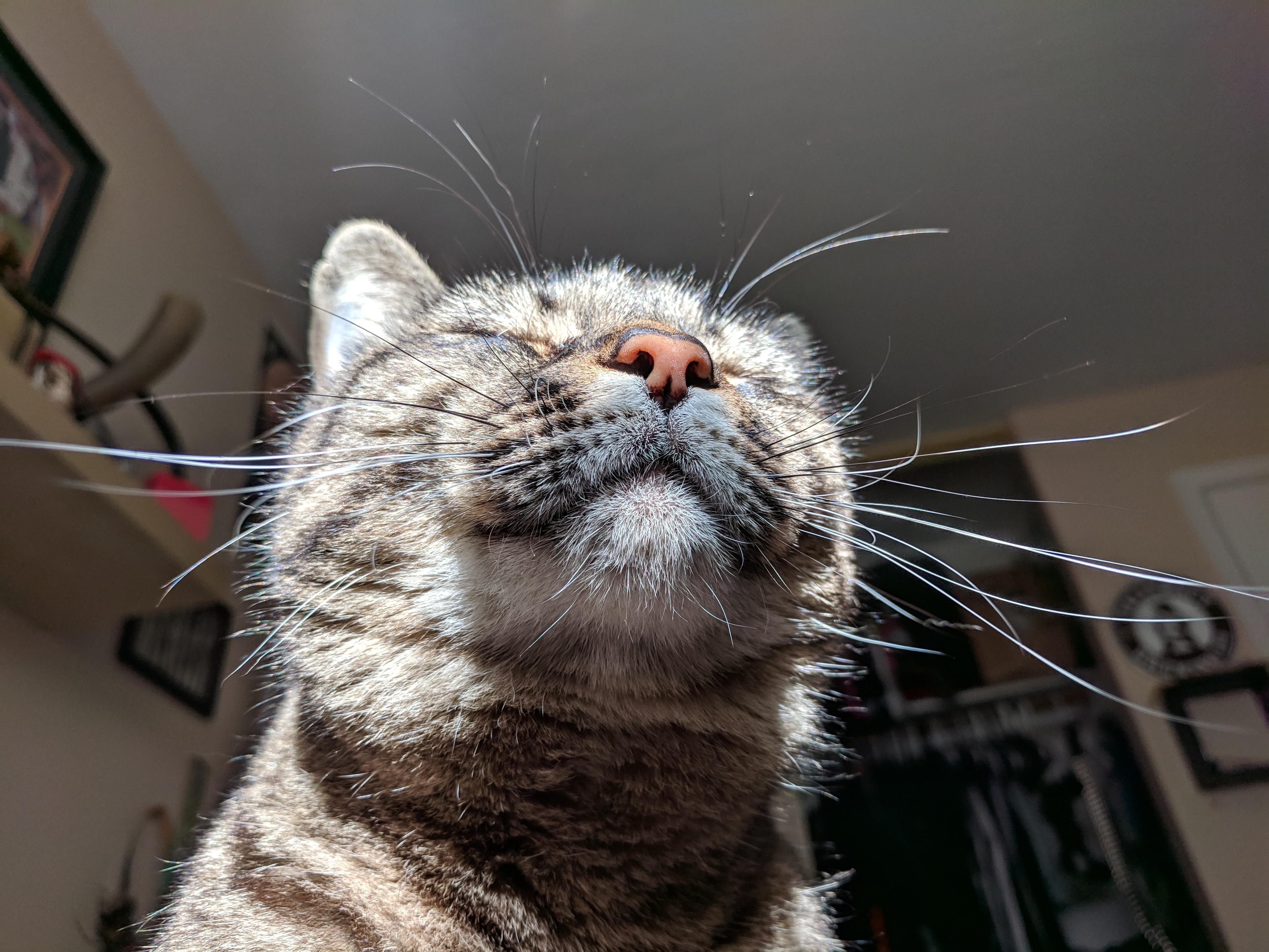 My 15 year old cat. Still loving life. r/aww