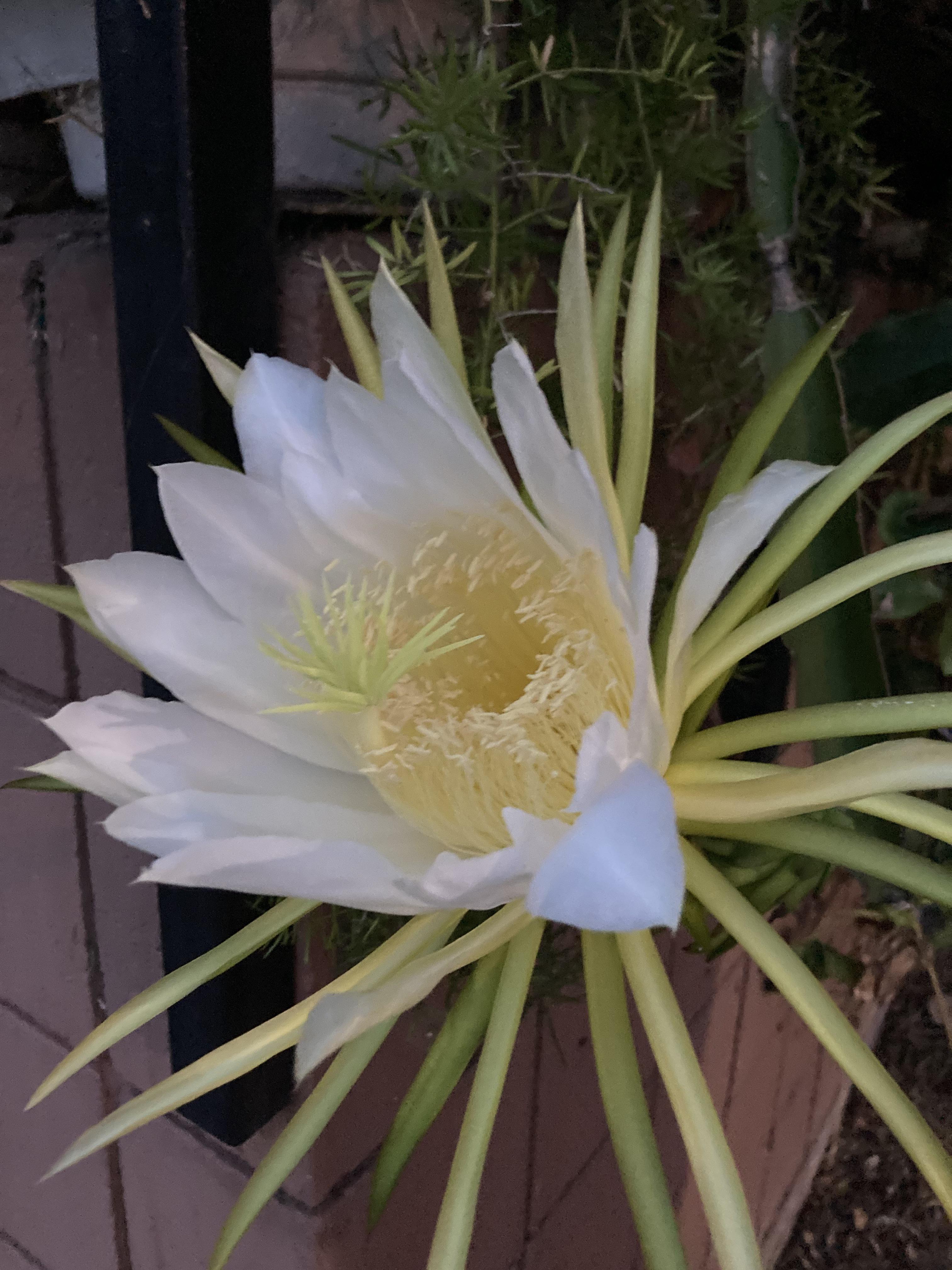 Desert flower bloom! r/gardening
