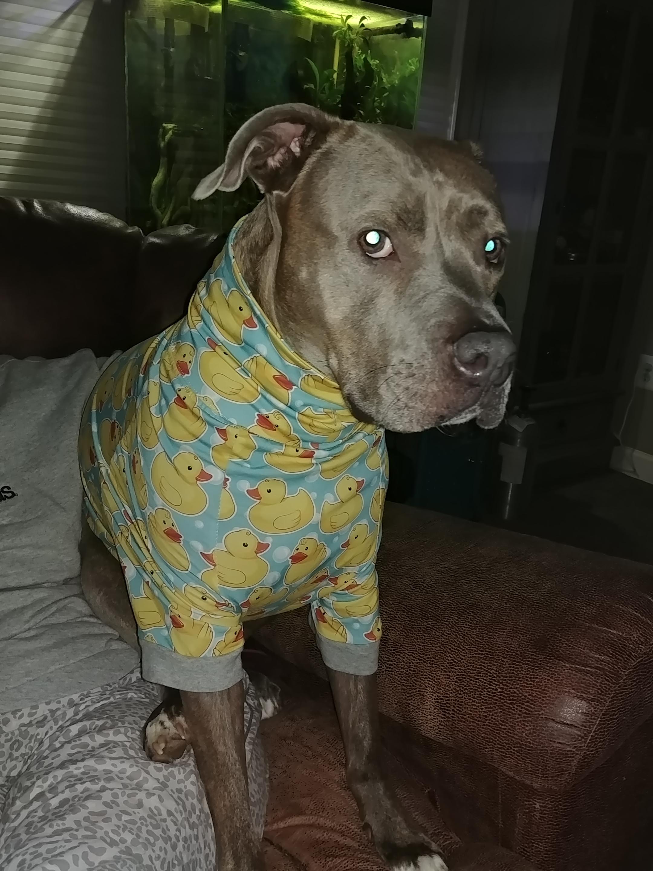 It's getting cold out there, time to cover up your pibble r/pitbulls