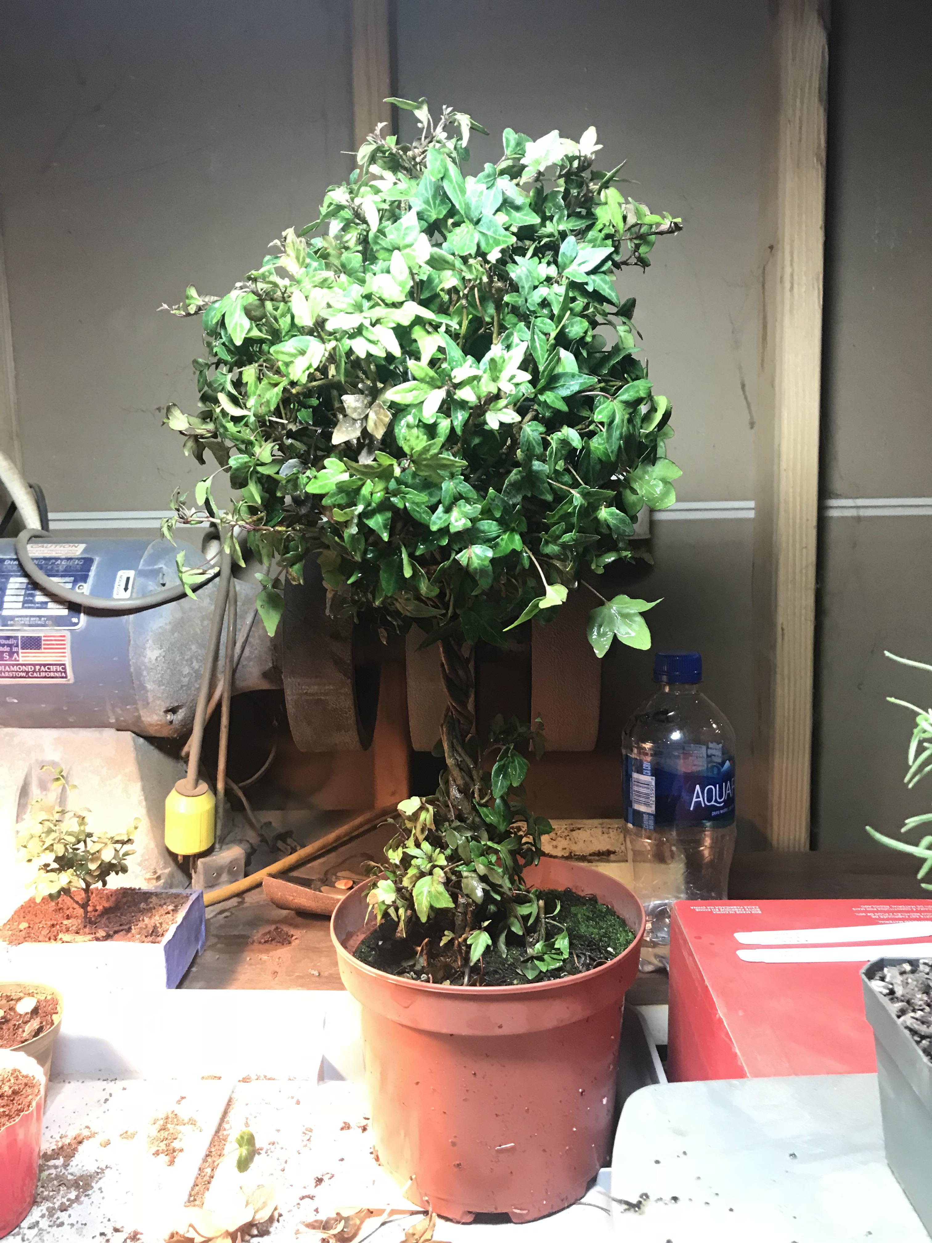 English ivy. r/Bonsai