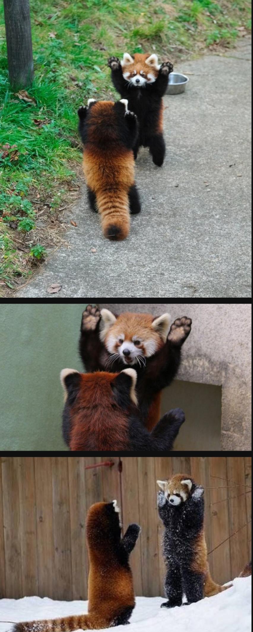 Red pandas intimidating each other... r/aww