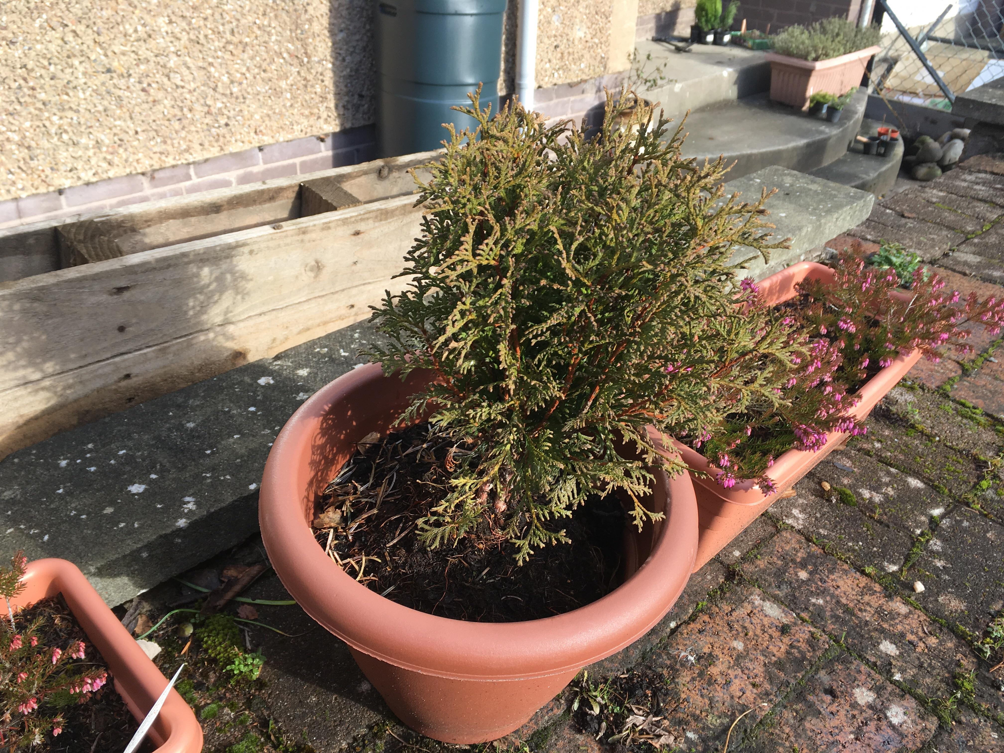 Looking to replace this conifer with something more suited to the small