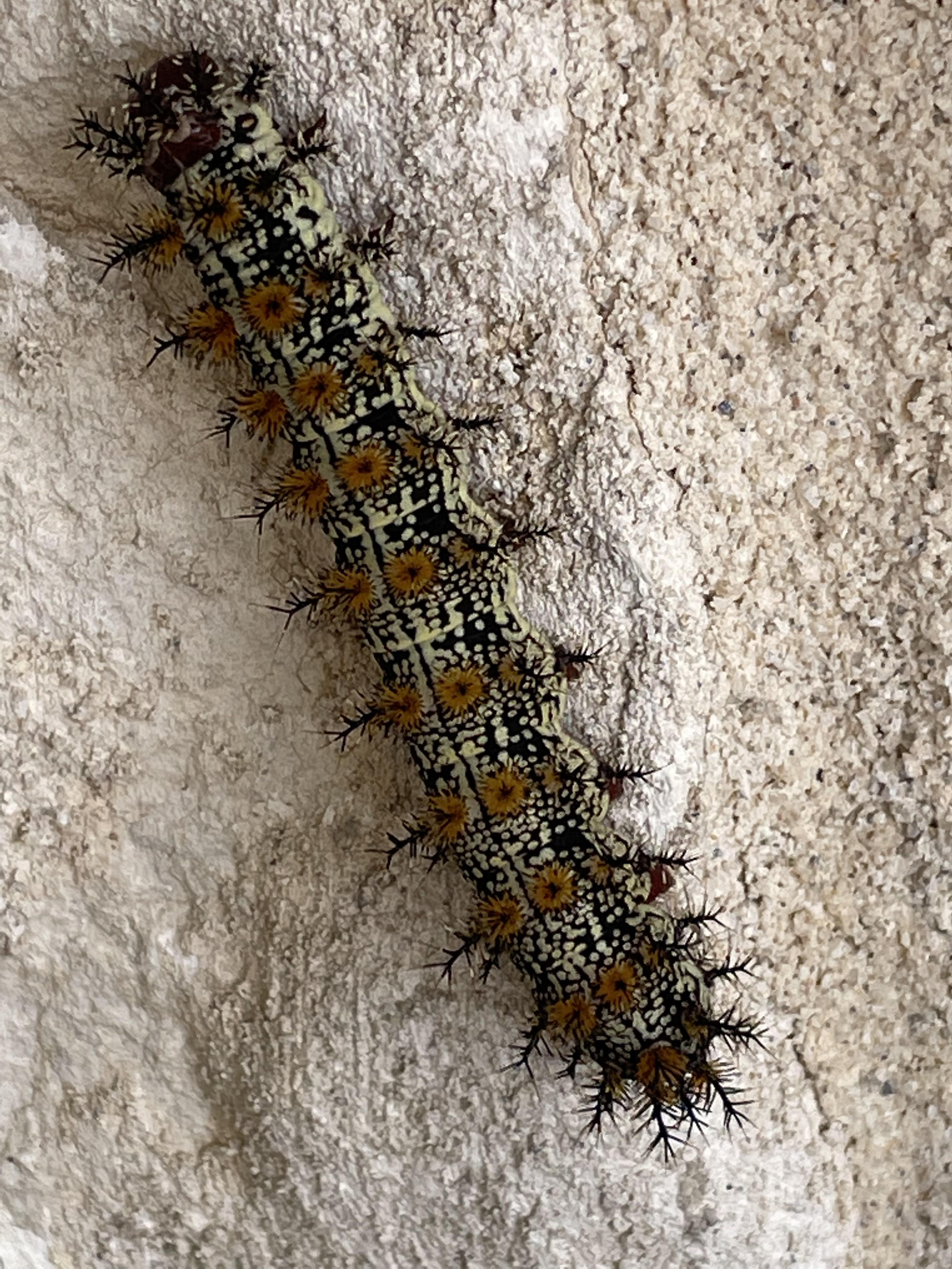 What caterpillar is this? San Antonio, TX r/whatbugisthis