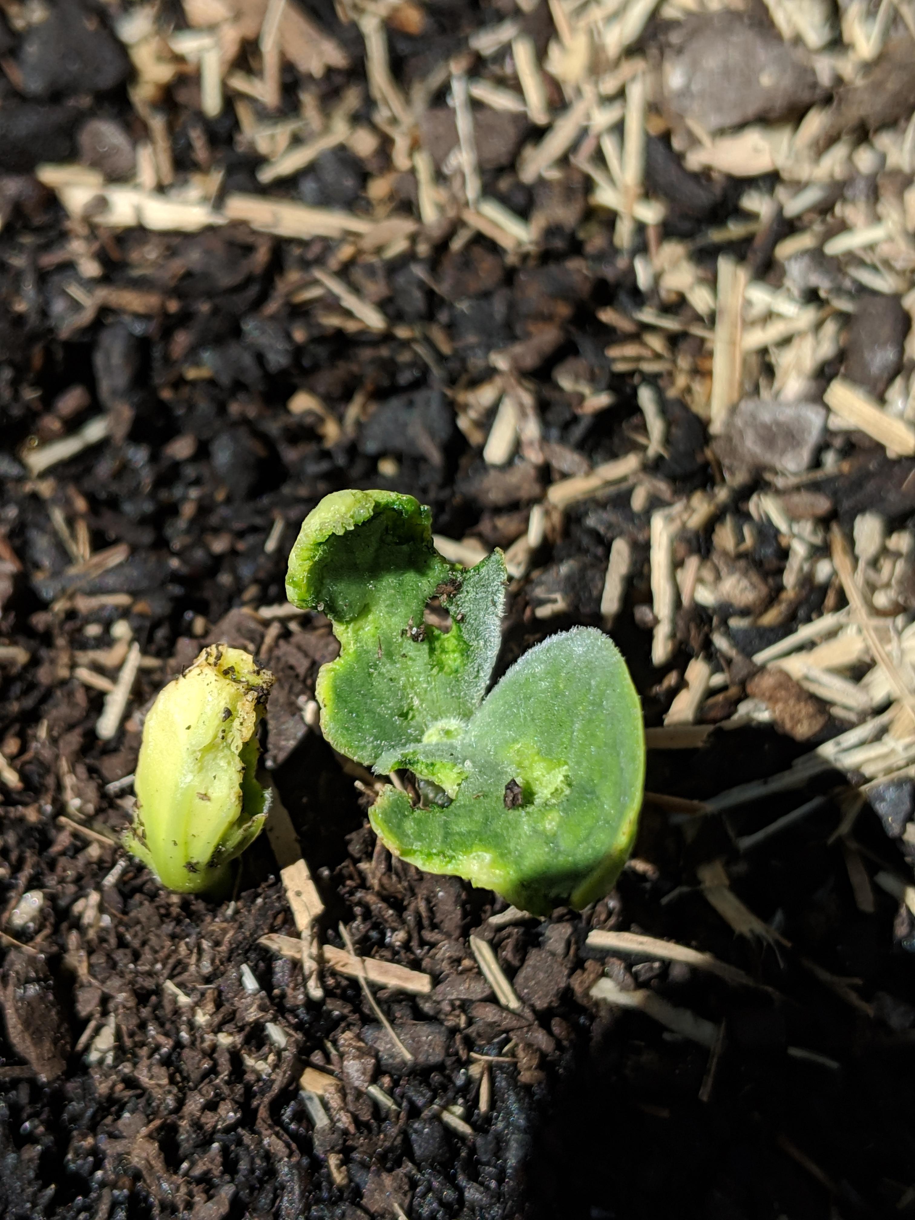 Ants been eating my pumpkin seedlings, what can i do to save them? r