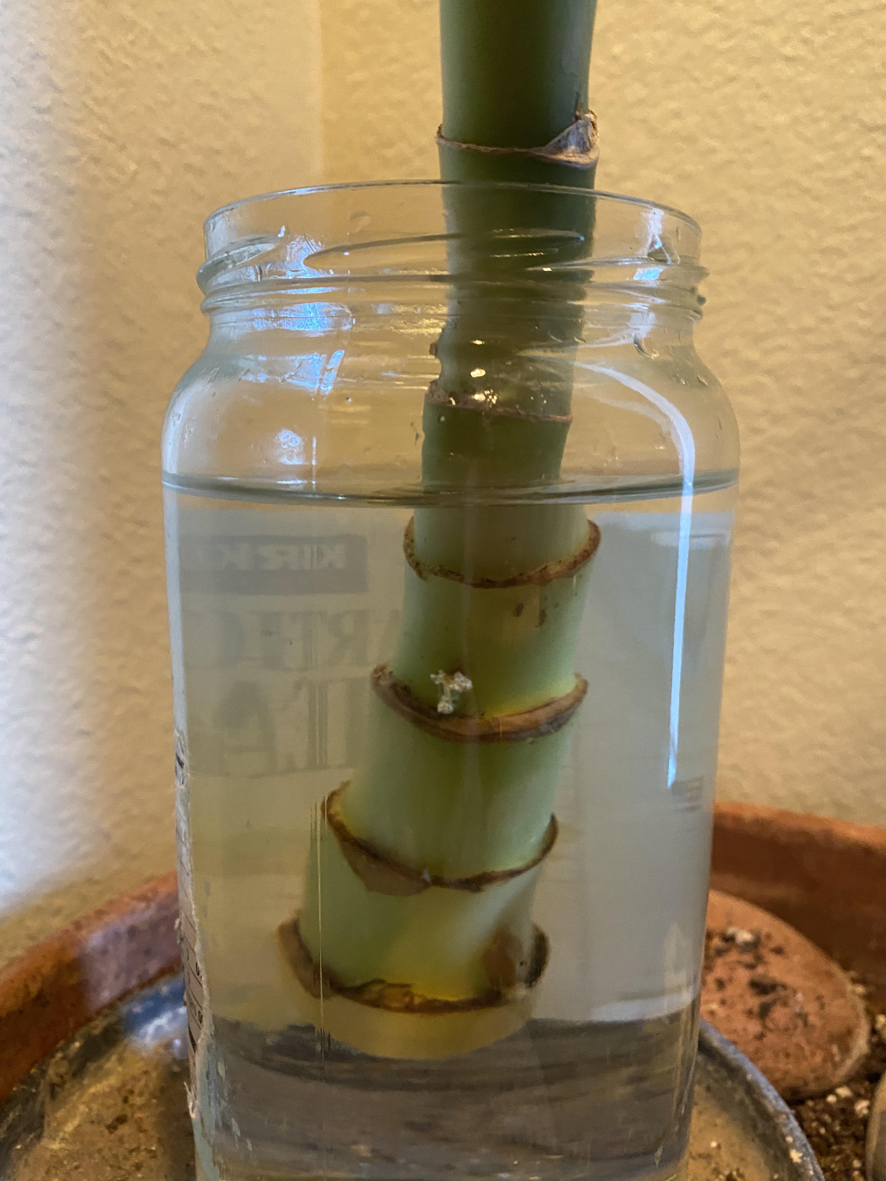 Trying to water propagate my Dumb Cane. There are a couple white spots coming out of the nodes