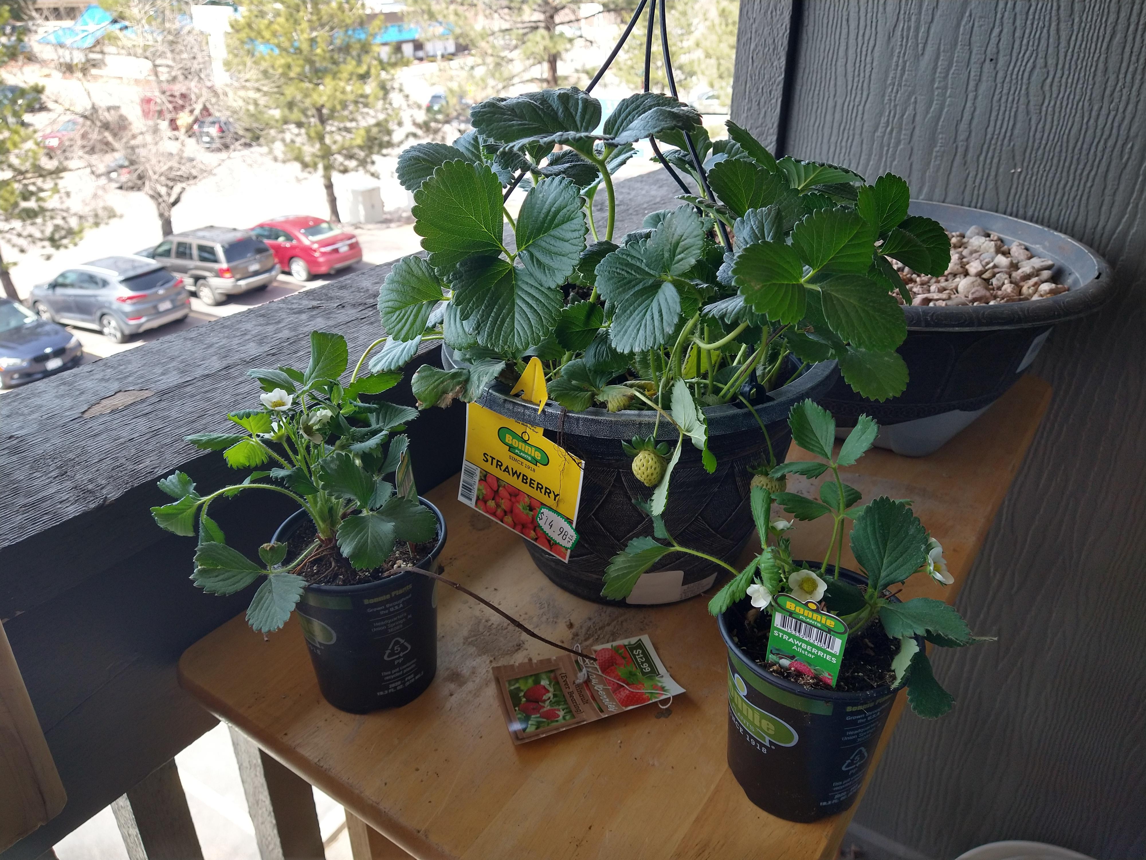 I got a 25 voucher from Bonnie Plants last year. Thanks to that, I