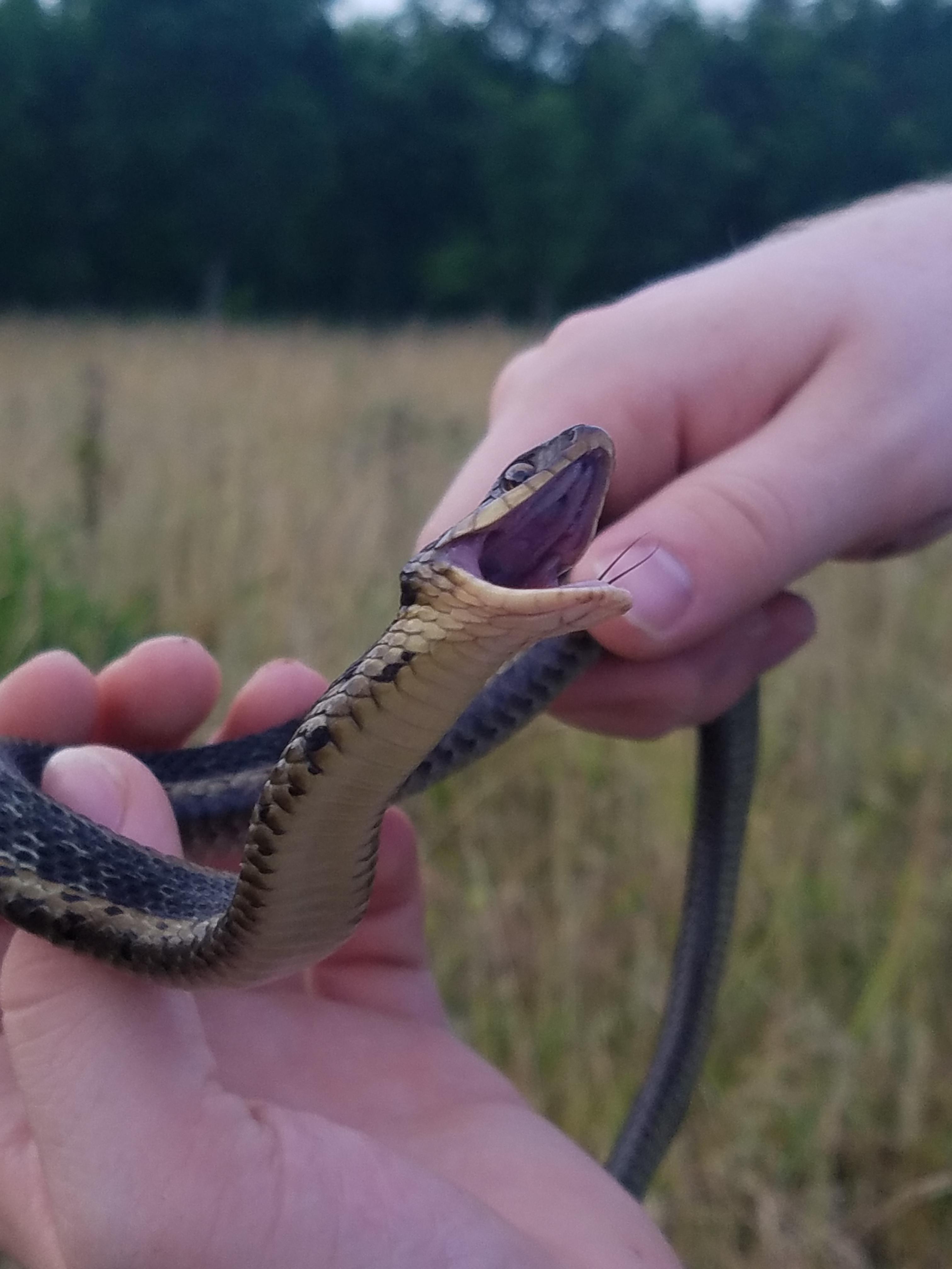 Baby Garter Snake Bite Eastern Gartersnake Eastern Garter Snake Mdc