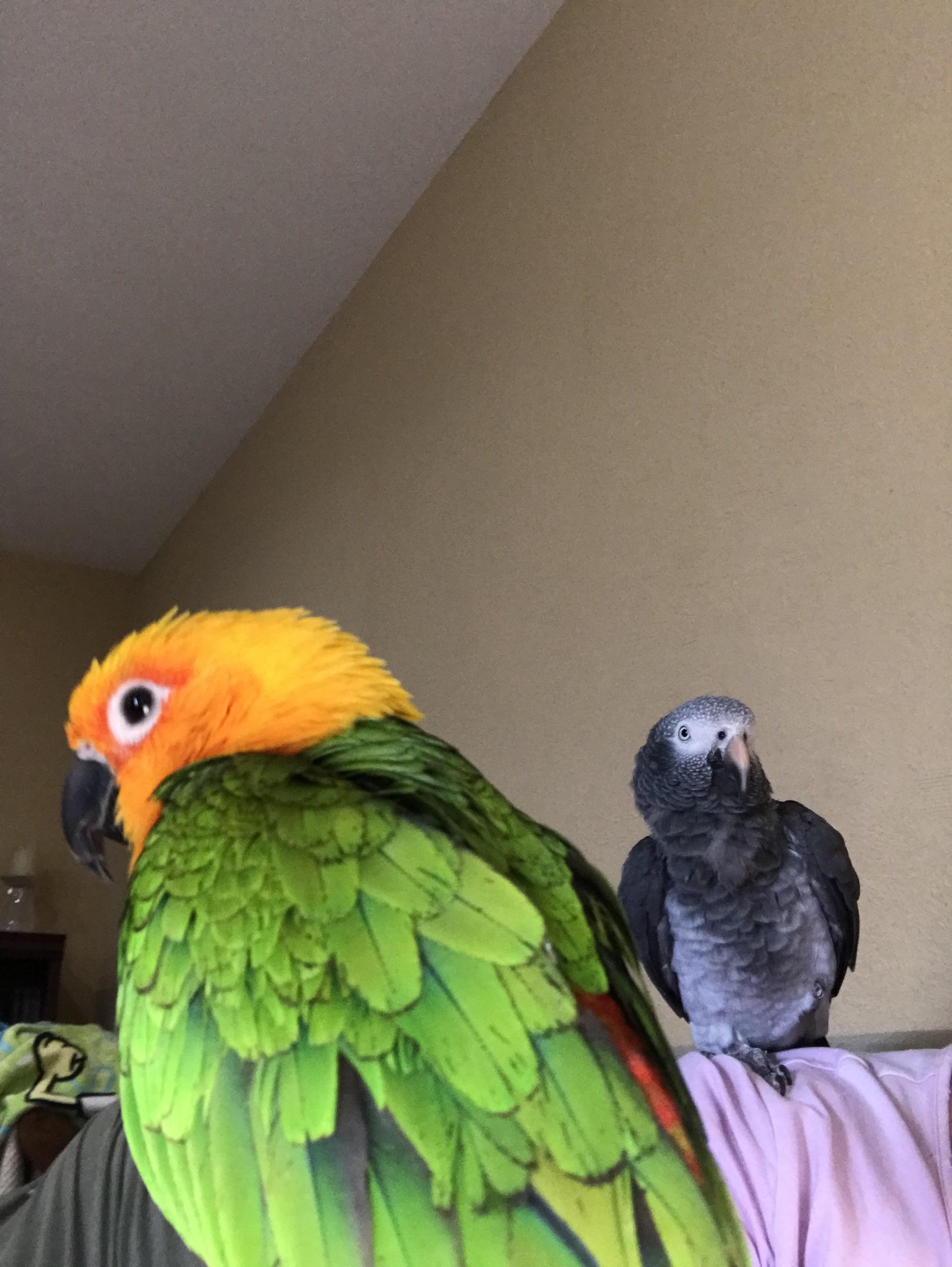 Good Morning, Parrots! r/parrots