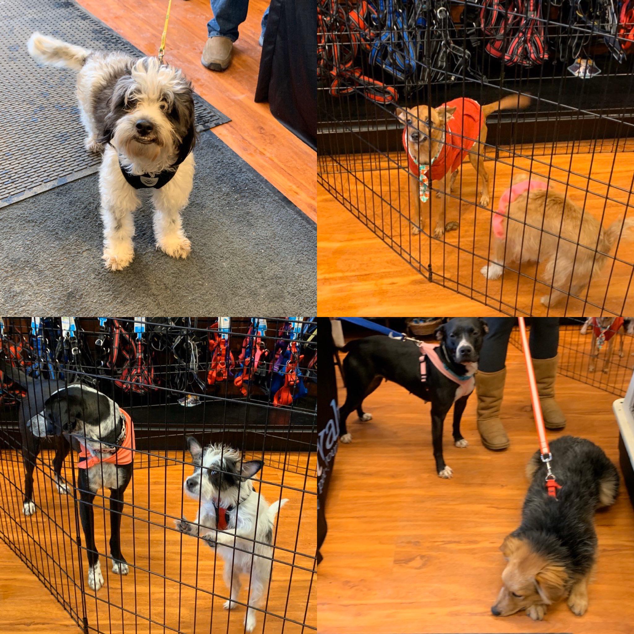 Ej Rescue is at Deer Valley Pet Valu with lots of cuddlers. Come and