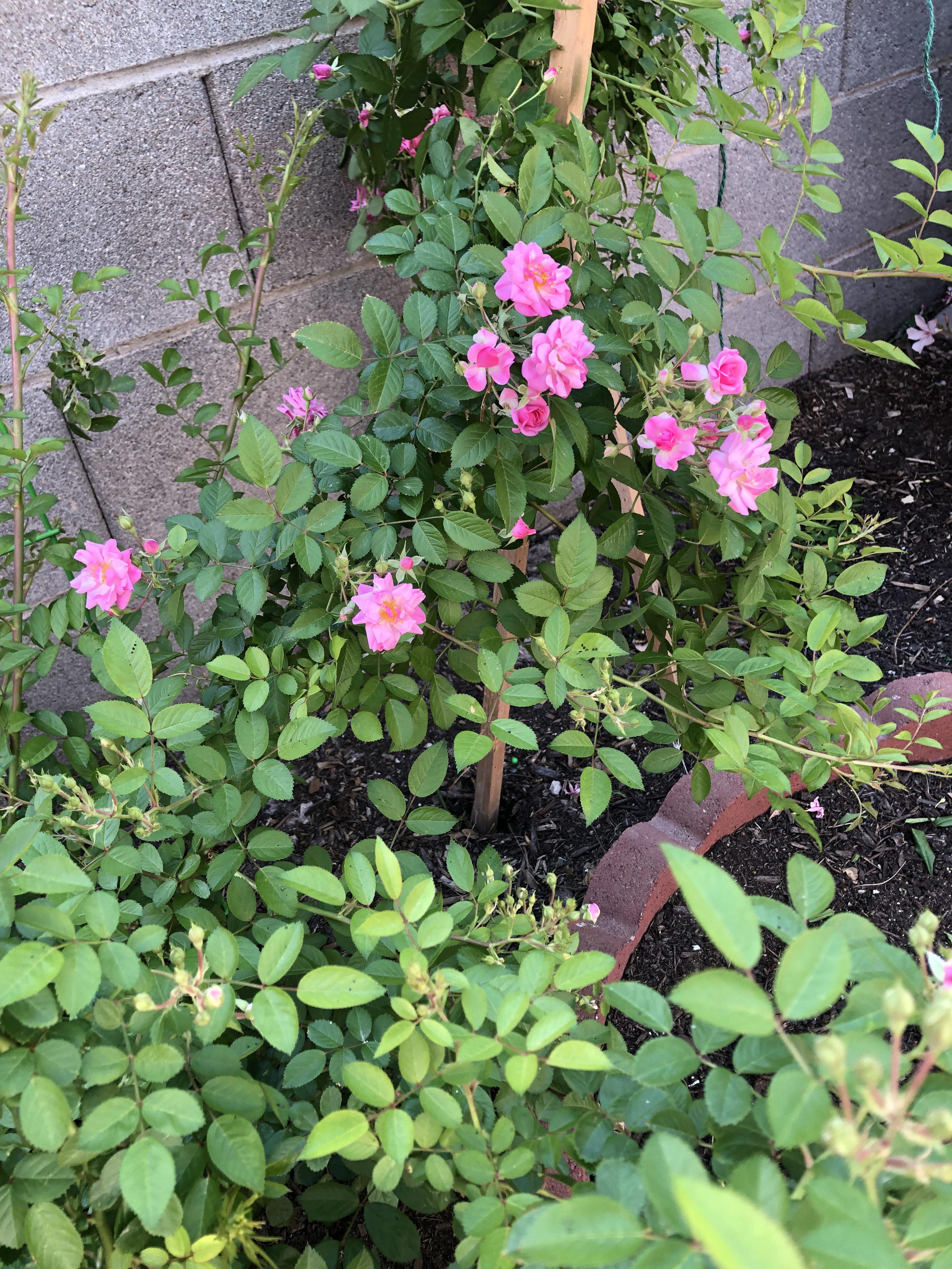 Peggy Martin Rose r/Roses