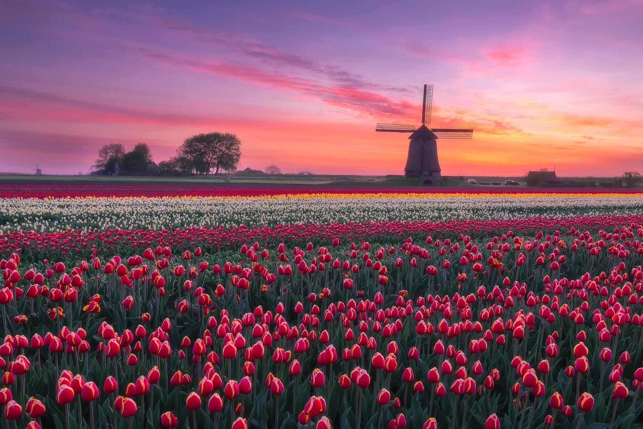 🇳🇱 Windmill & Tulips 🌷 [2048 x 1368] r/MostBeautiful
