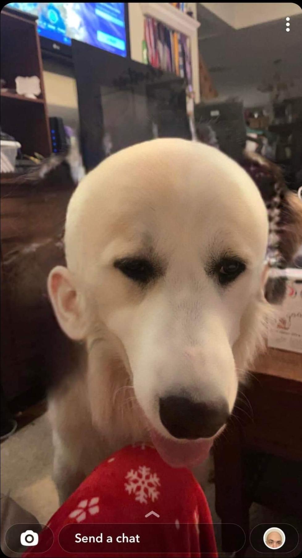 This is what a dog looks like using a bald filter. It gave it human