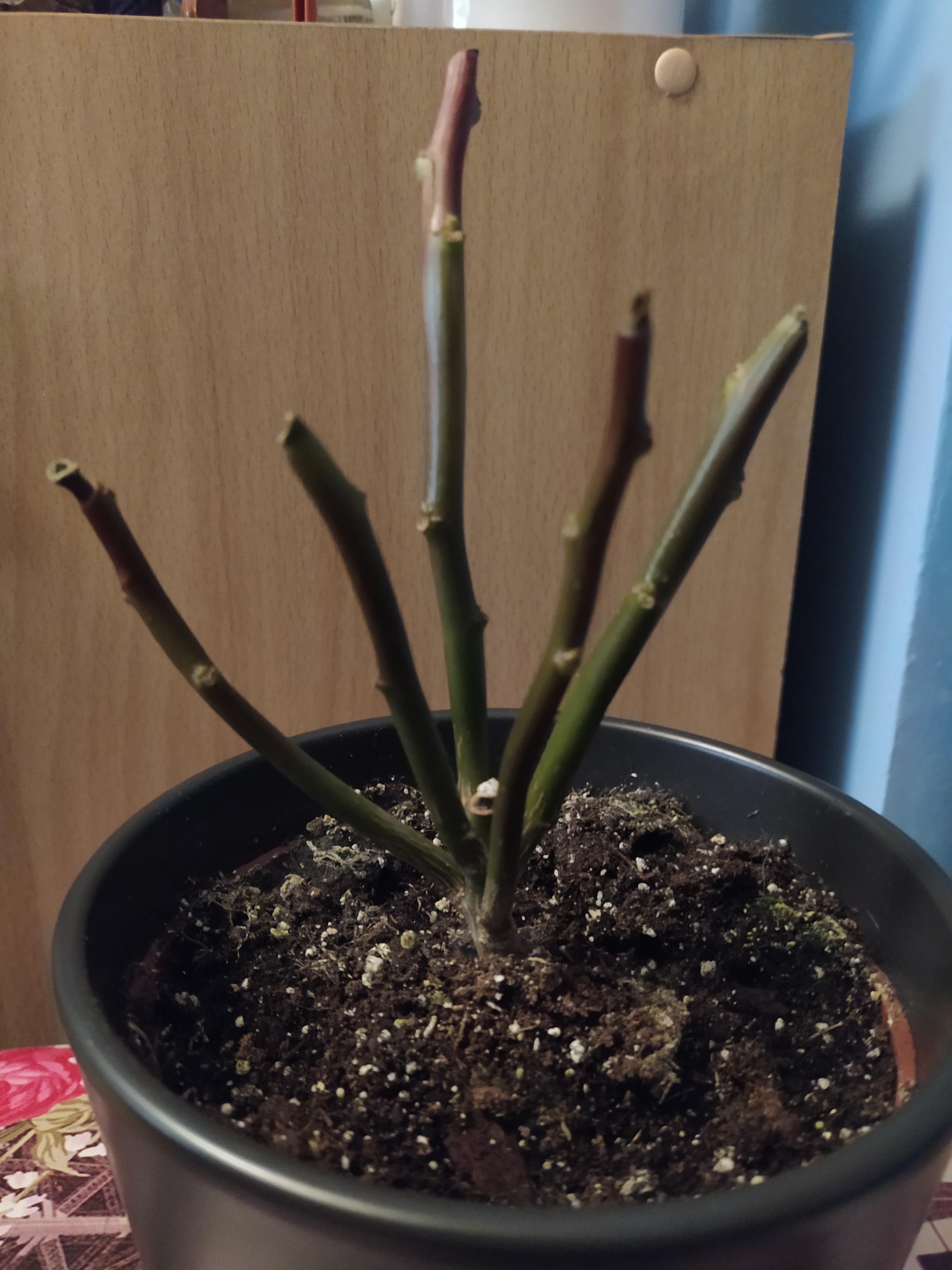 Tried to trim back my wilting poinsettia plant and now the stems are