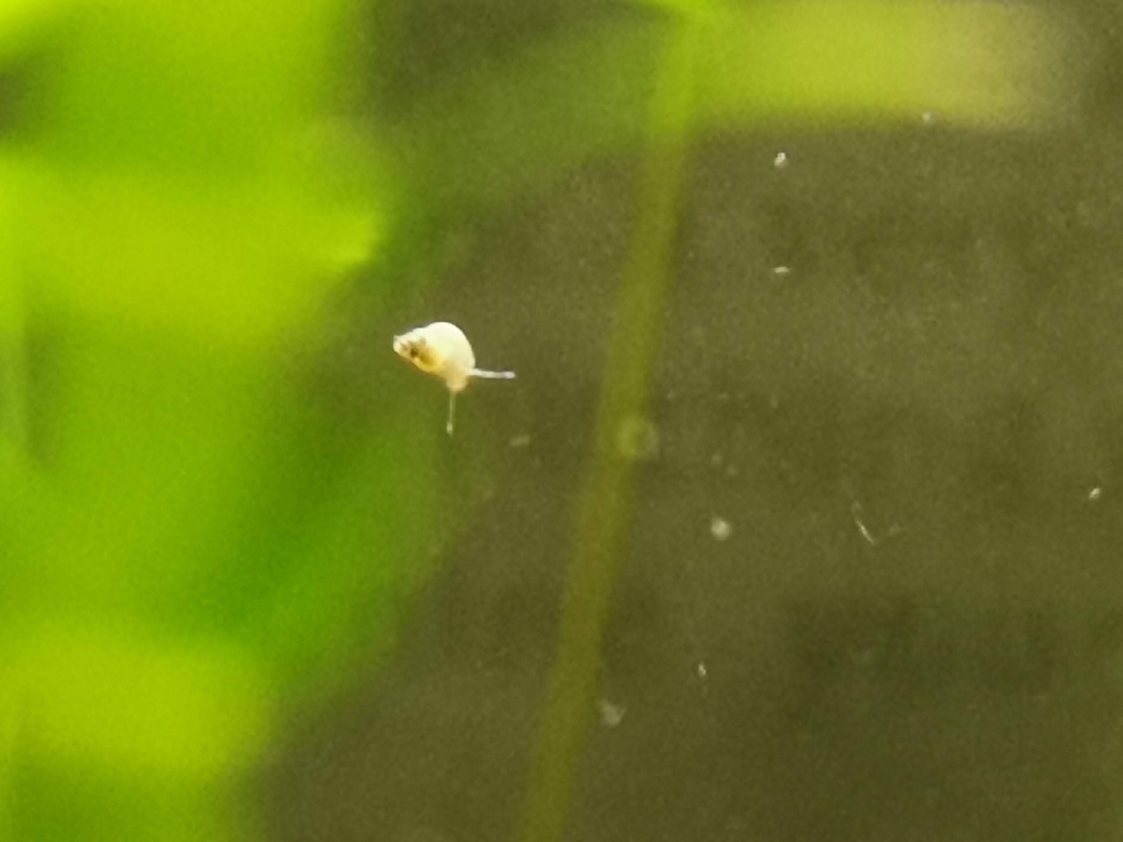 Could someone help identifying these snails? Spotted these new super