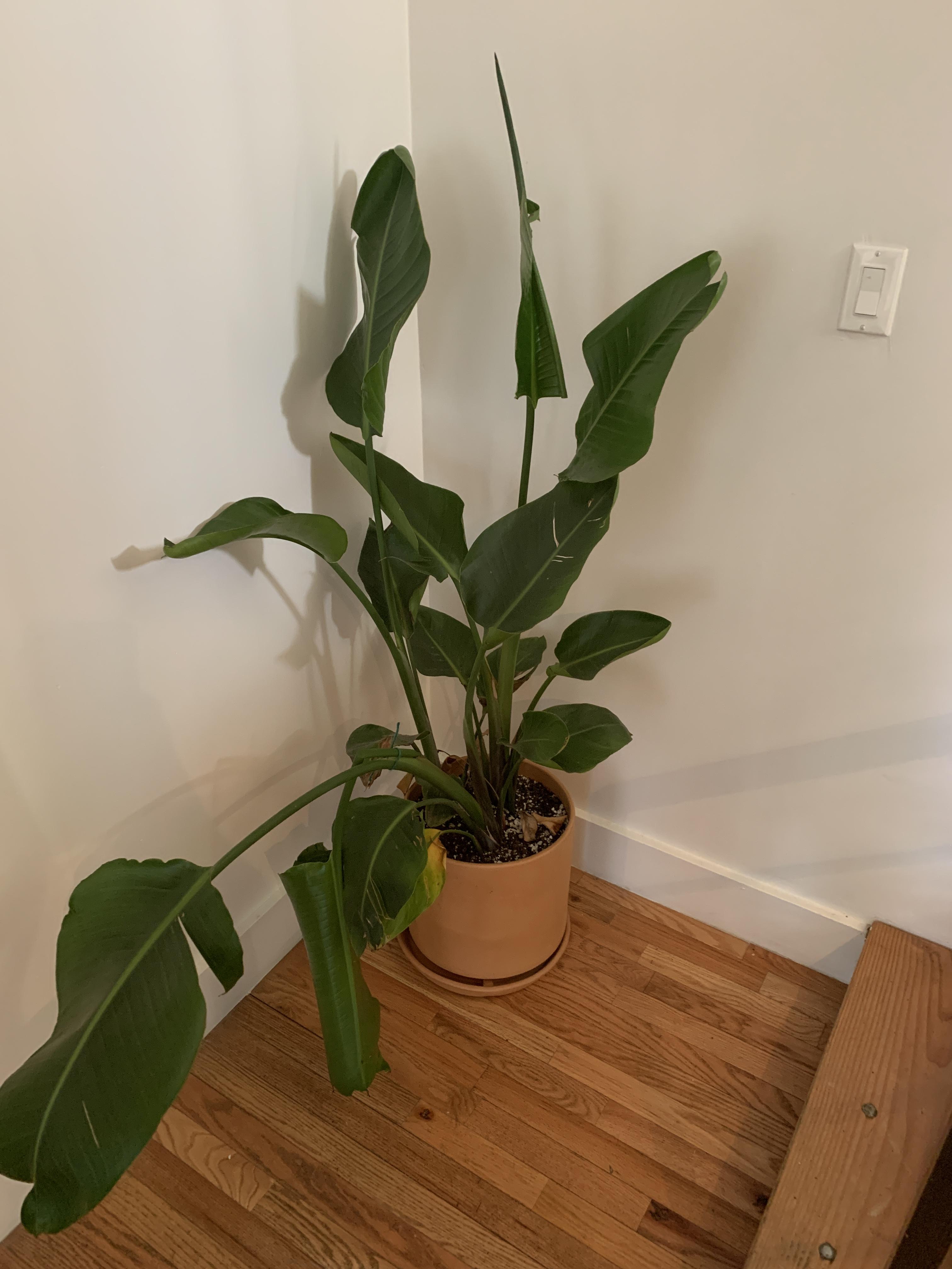 Wilting bird of paradise ( r/plantclinic