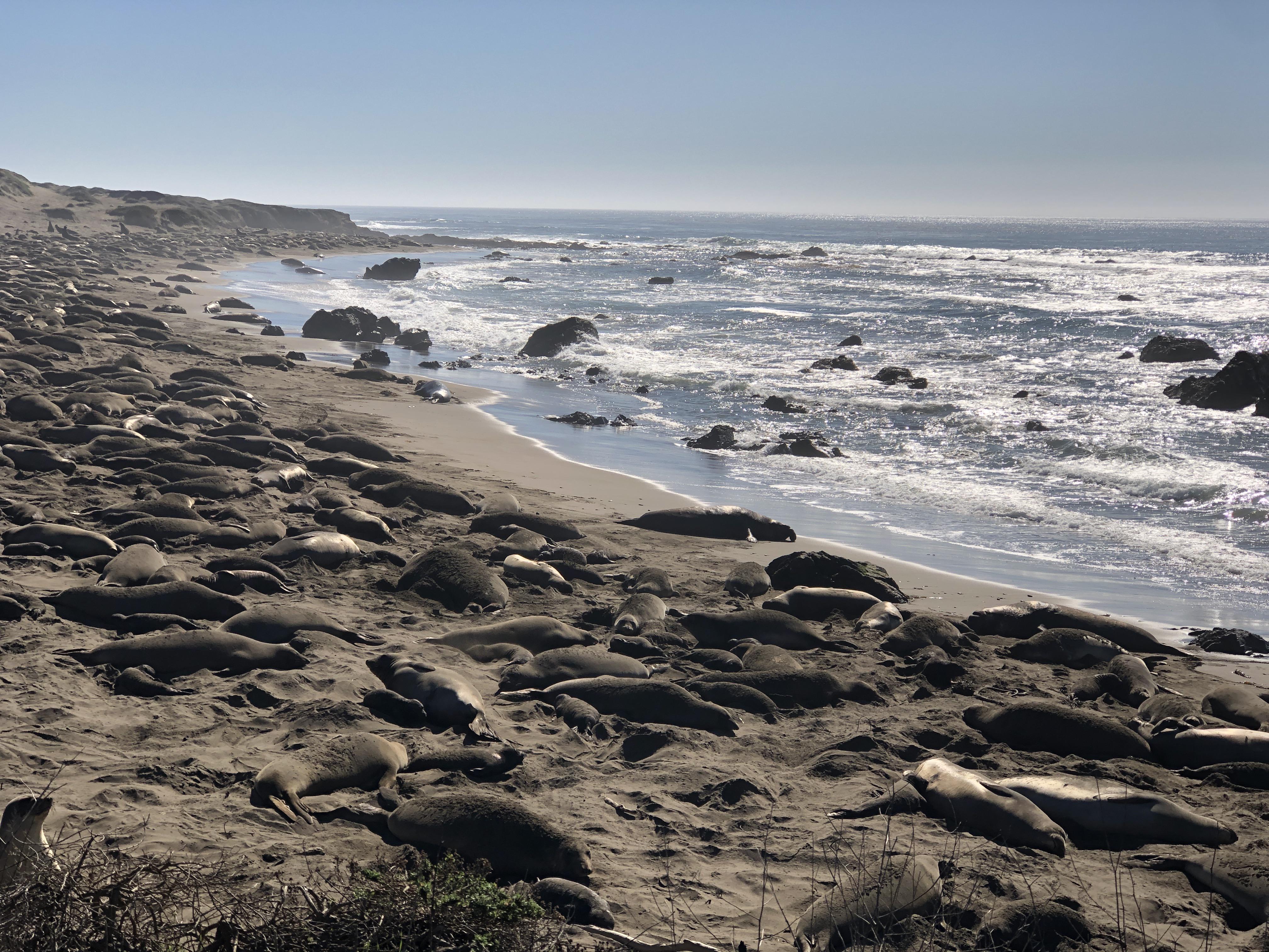 Elephant Seal Beach in San Simeon, CA! r/seals